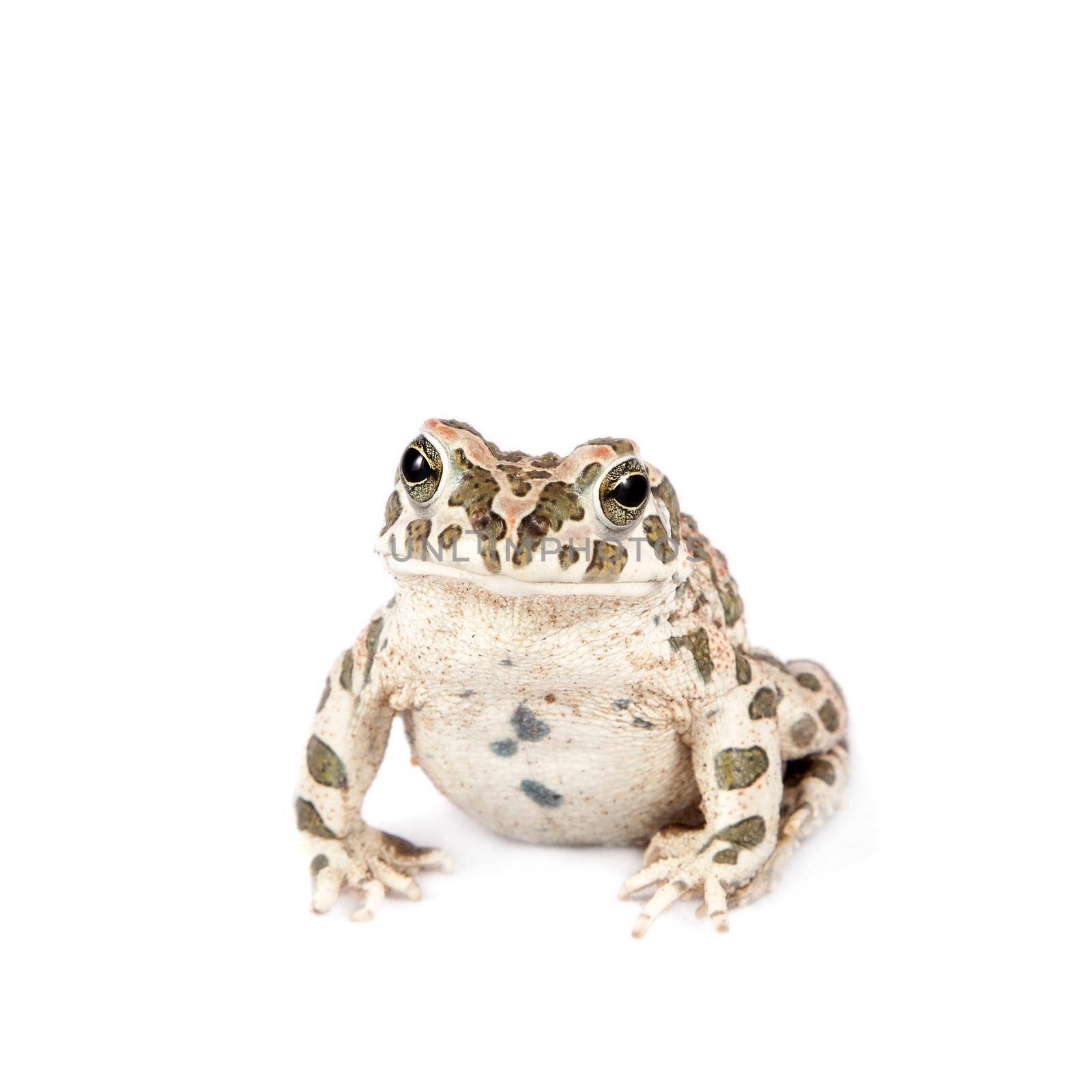 The Egyptian green toad on white by RosaJay