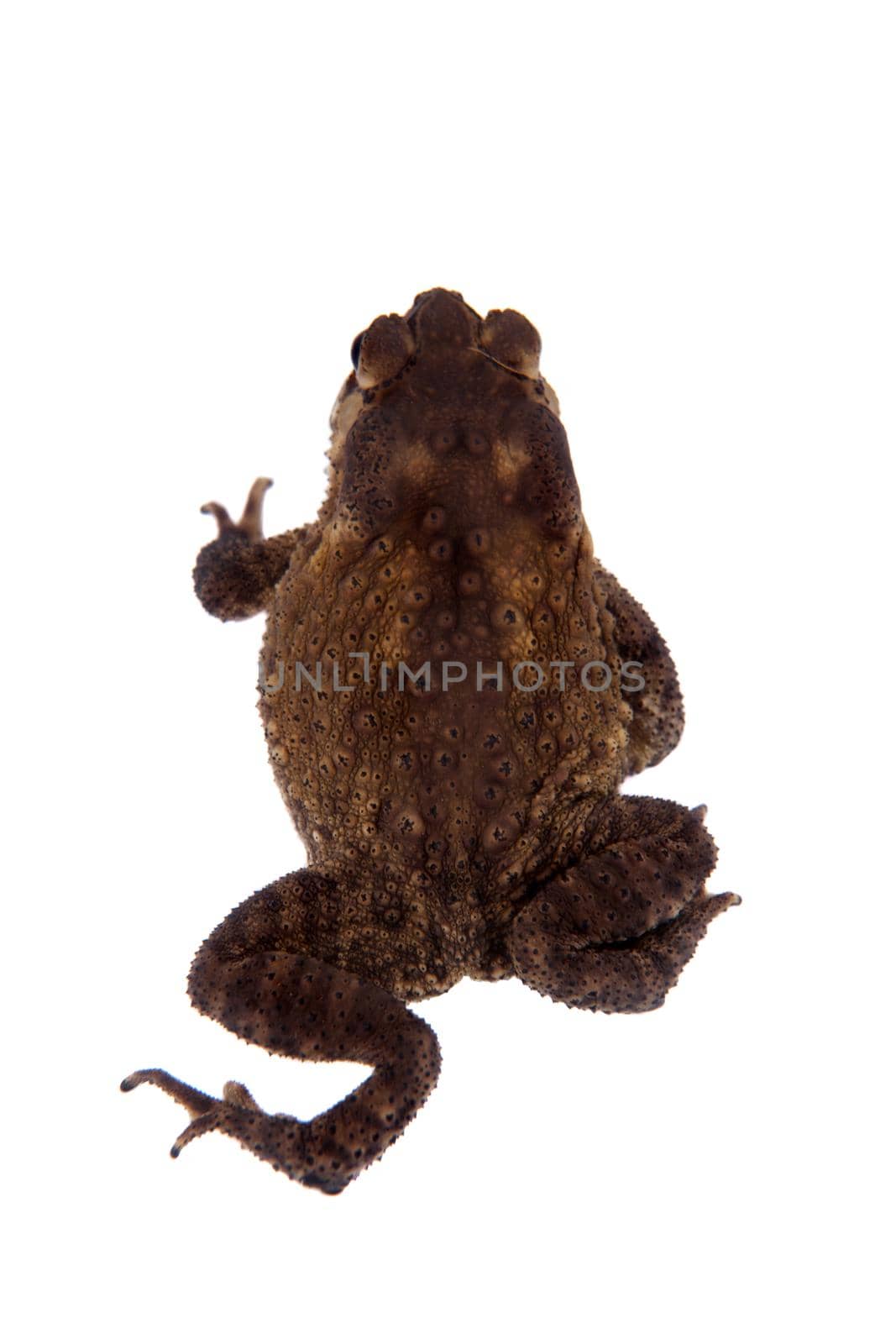 The bony-headed toad, Ingerophrynus galeatus, isolated on white background