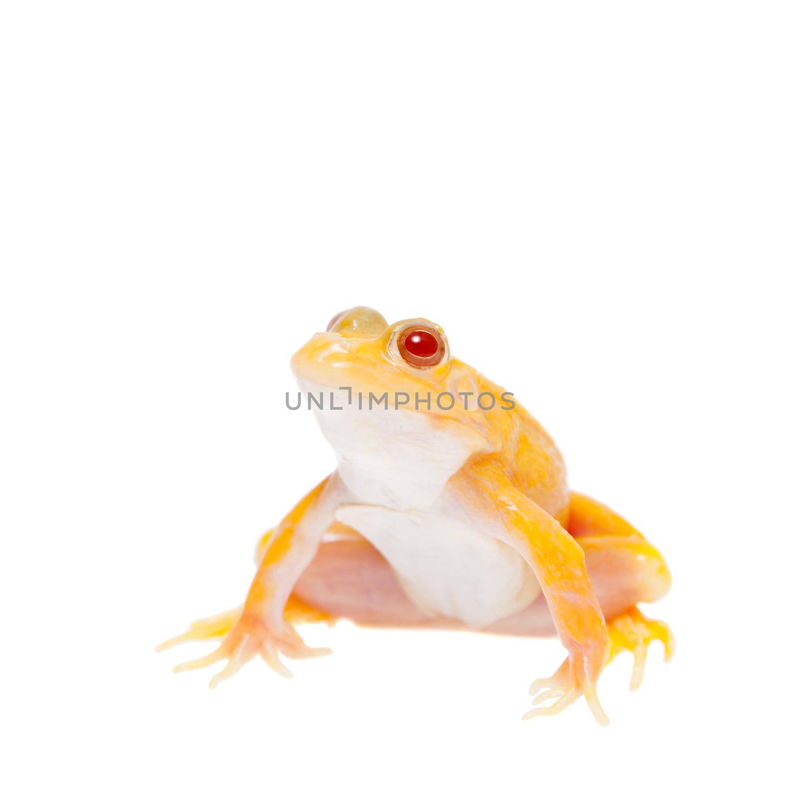Albino Pool Frog on white, Pelophylax lessonae by RosaJay