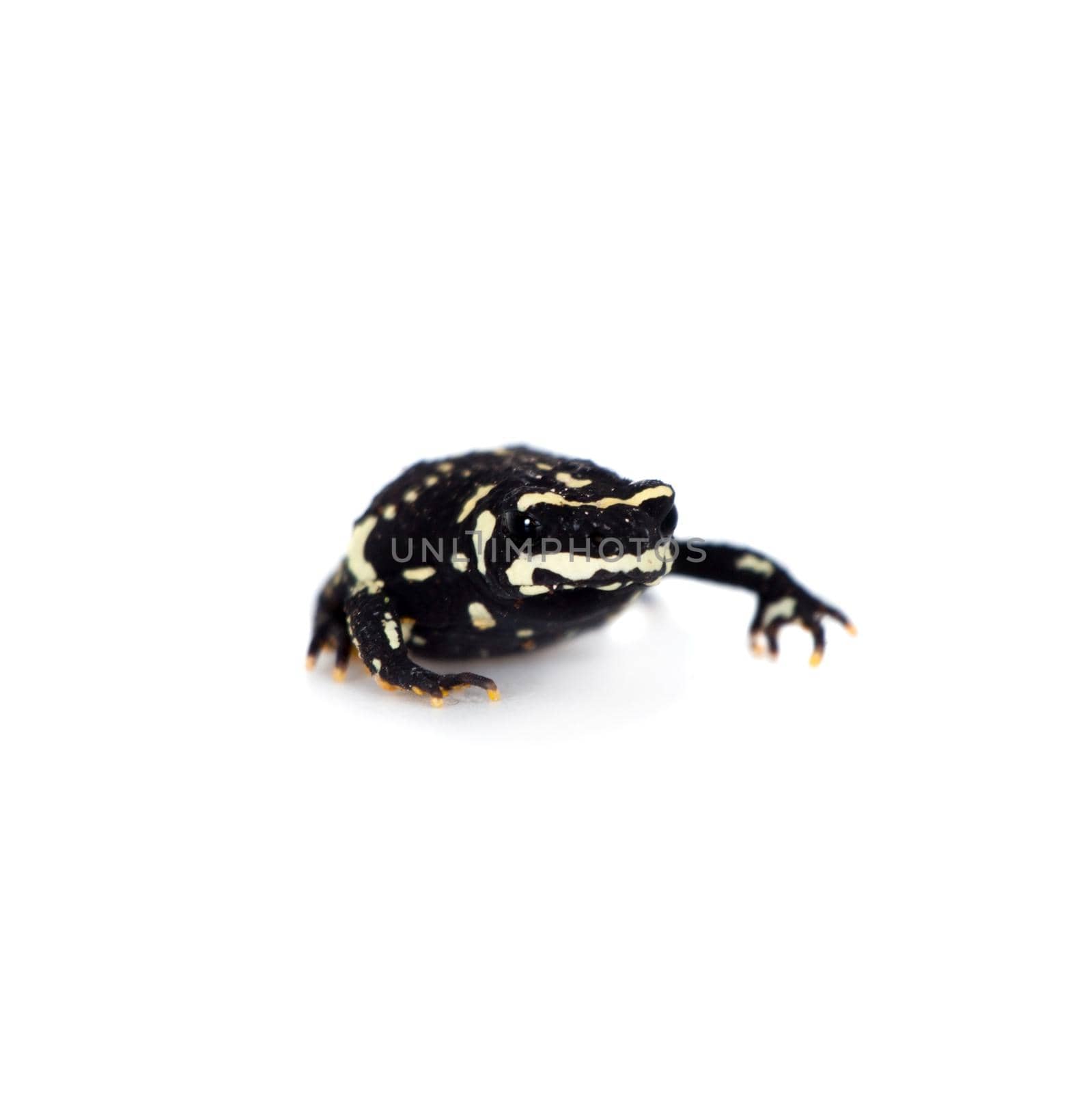 Klappenbachs red-bellied frog, Melanophryniscus klappenbachi, isolated on white background