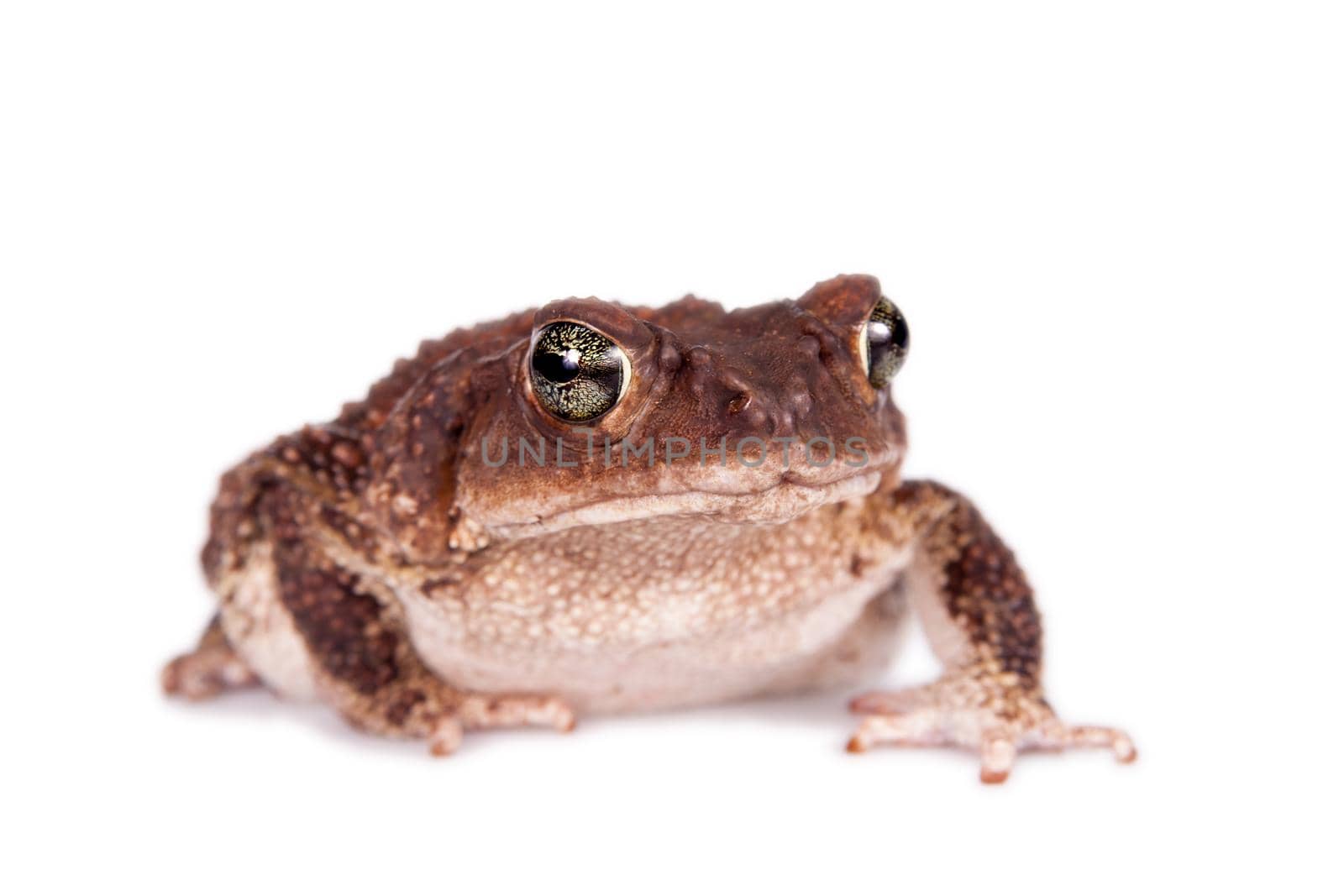 The Bufo peltocephalus isolated on white by RosaJay