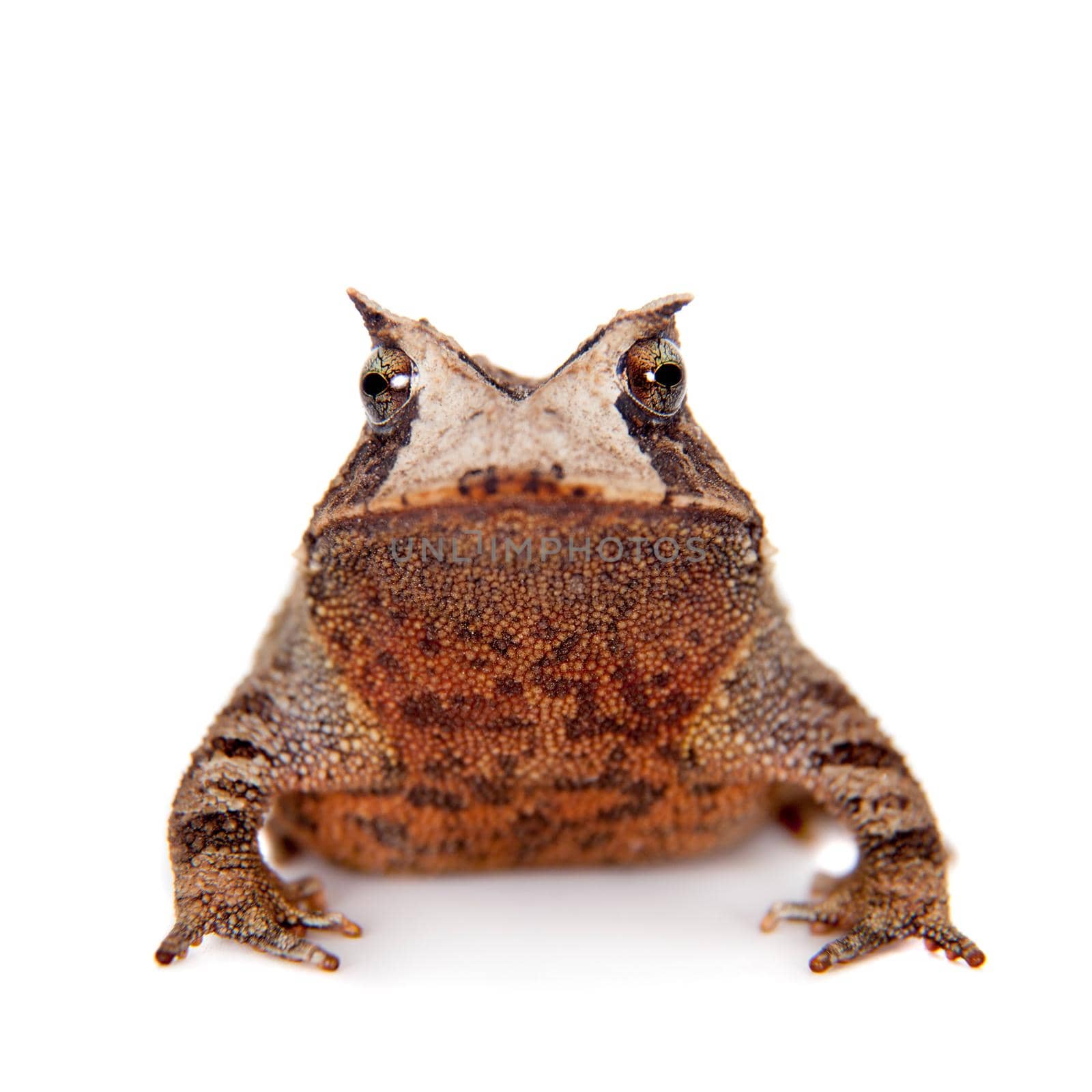 Cerrado toad, Proceratophrys boiei, isolated on white background