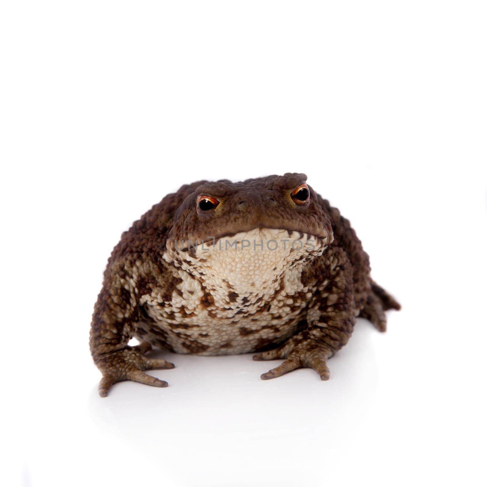 Bufo bufo. Common or European toad on white background