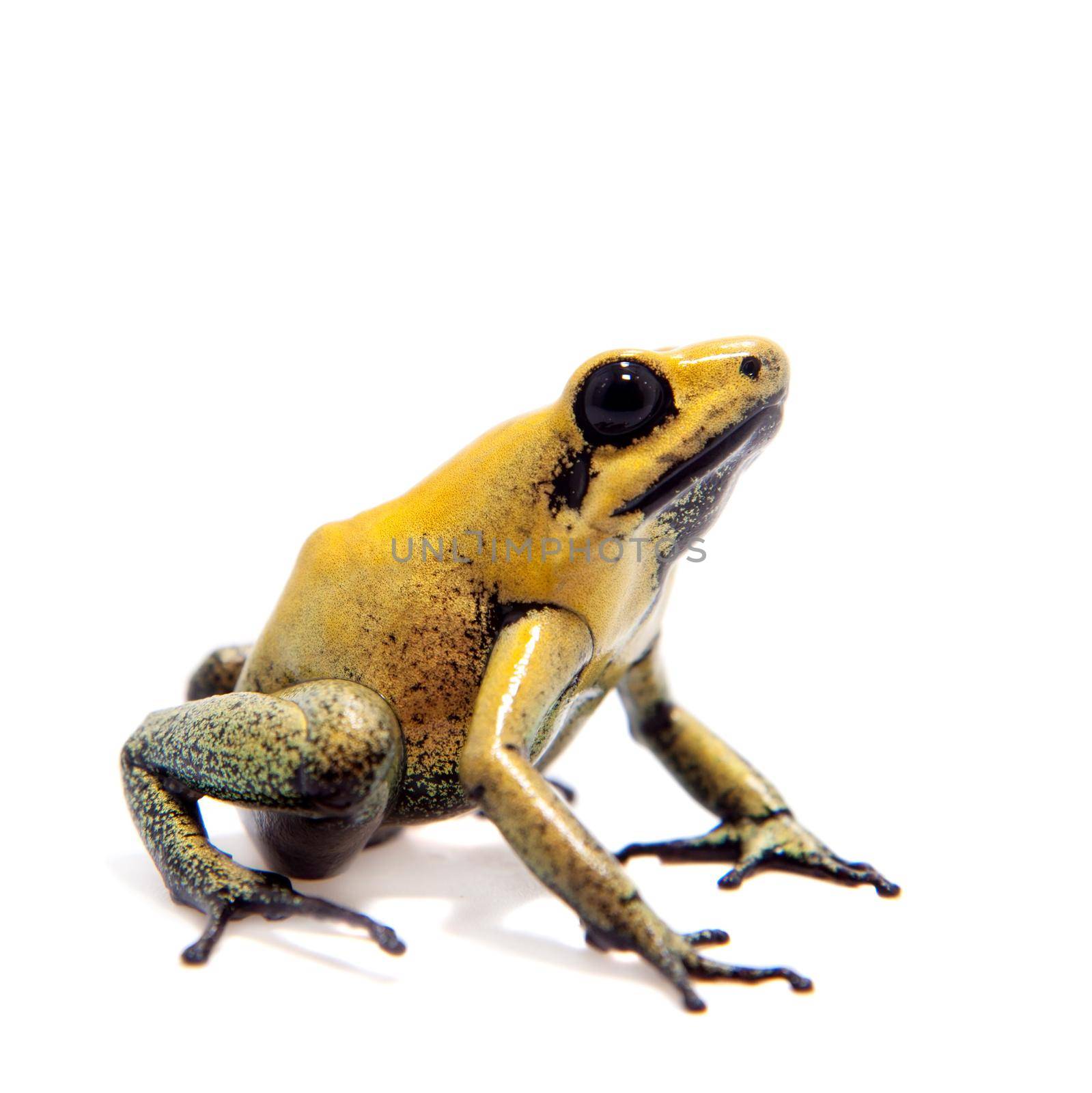 Black-legged poison frog on white by RosaJay