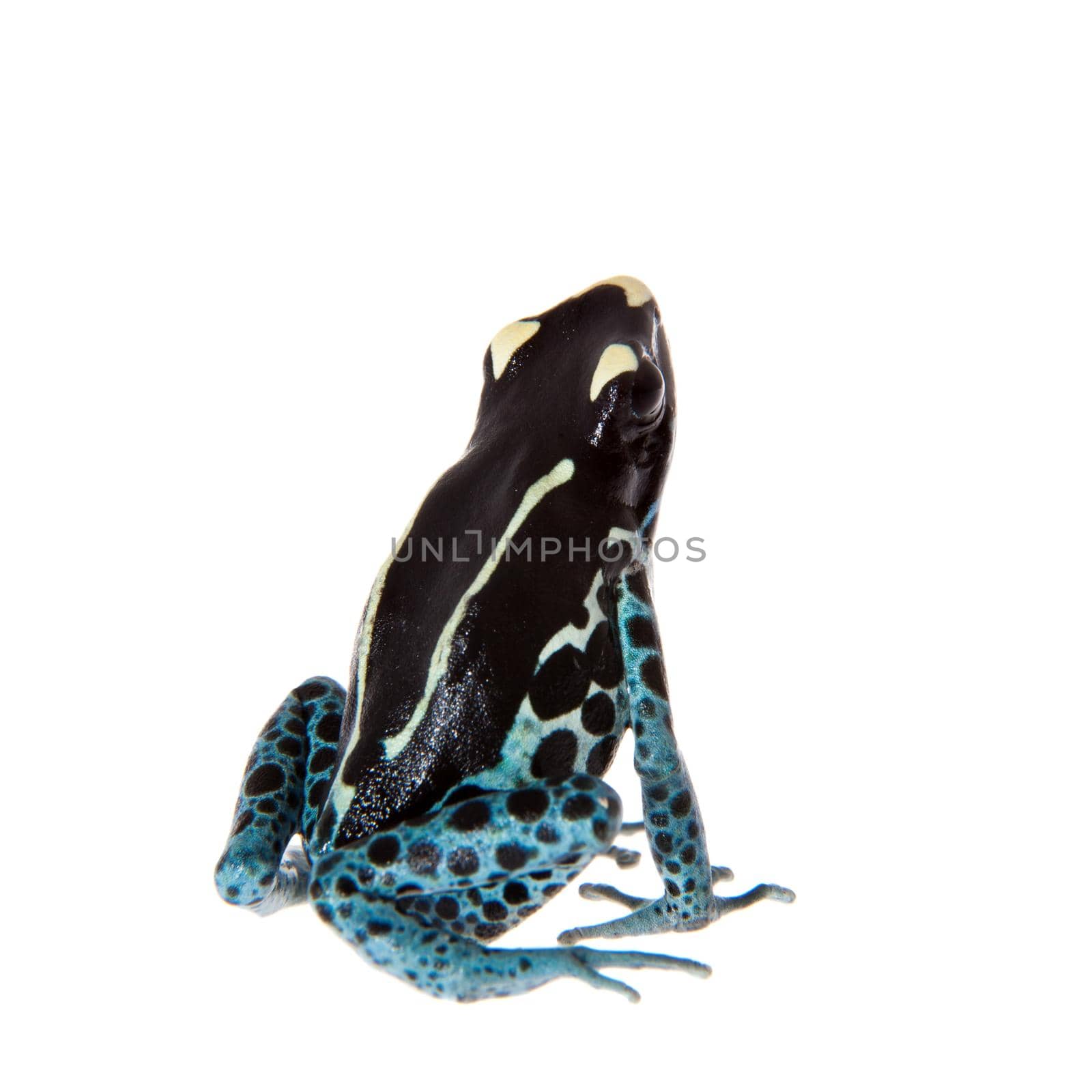 Awarape Dyeing Poison dart frog, Dendrobates tinctorius, on white by RosaJay
