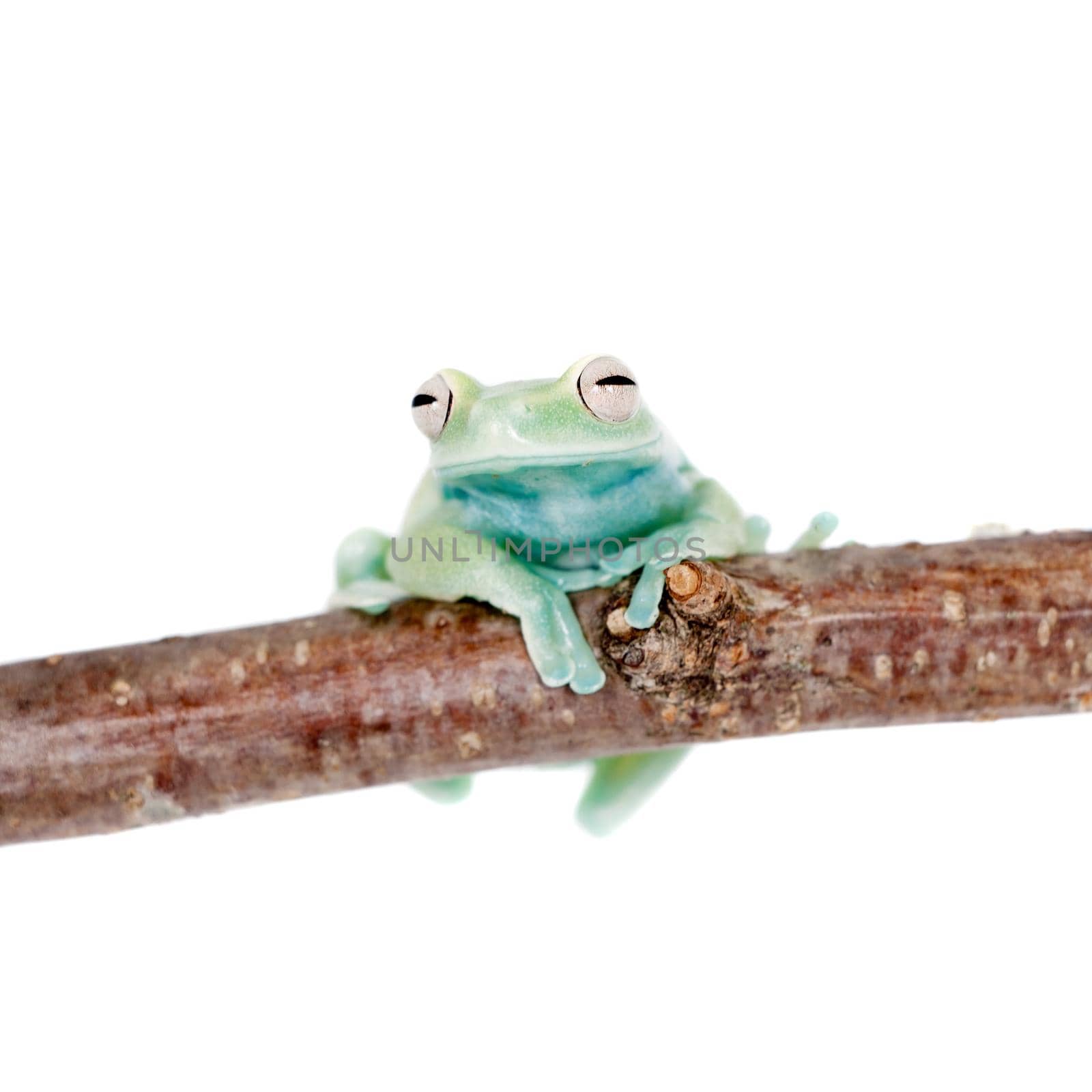 Alytolyla treefrog, Hyloscirtus alytolylax, isolated on white background