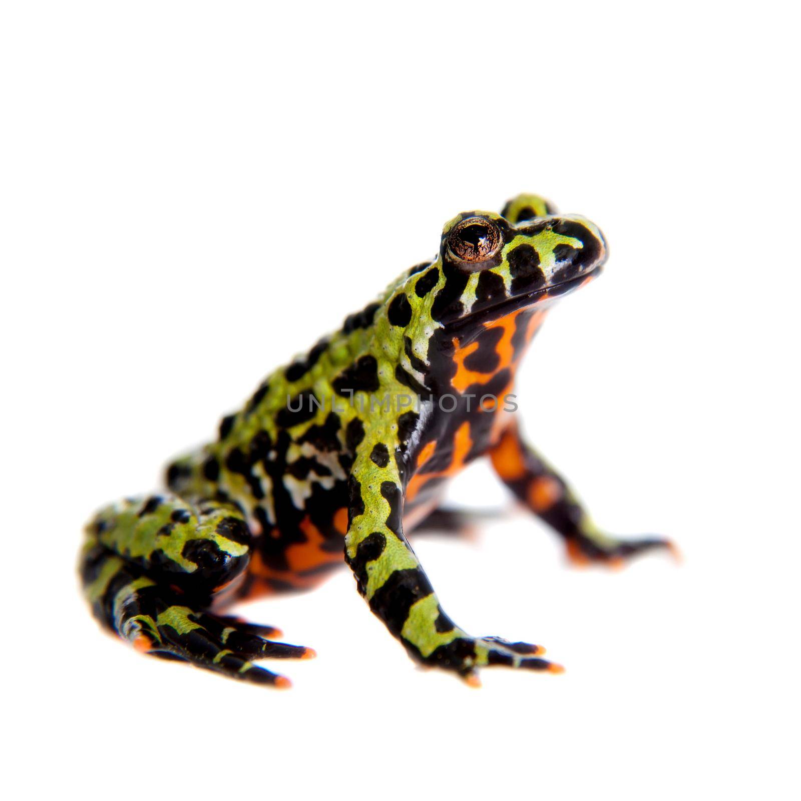 Oriental Fire-bellied Toad, Bombina orientalis, isolated on white background