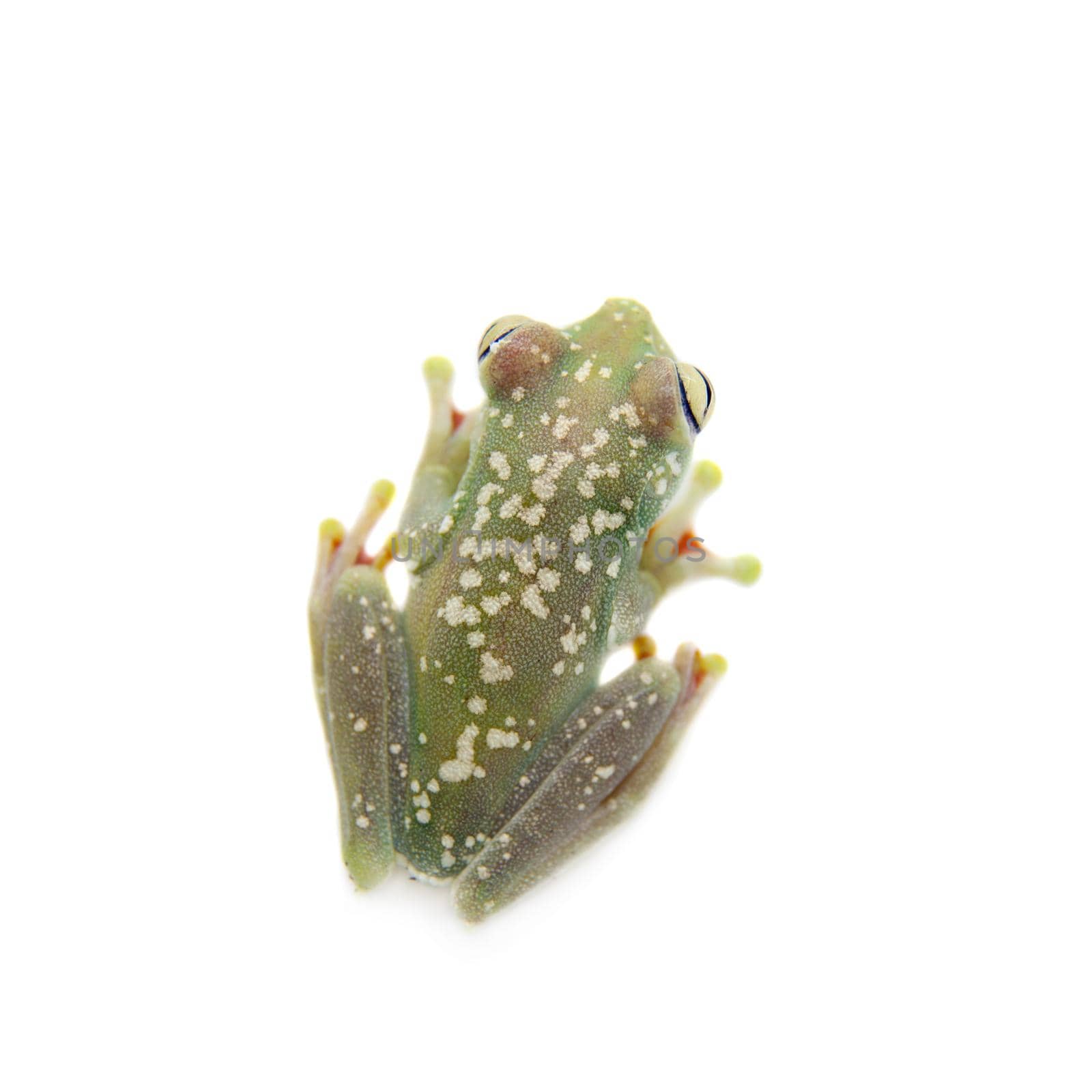 The Canal Zone tree frog, Hypsiboas rufitelus, isolated on white