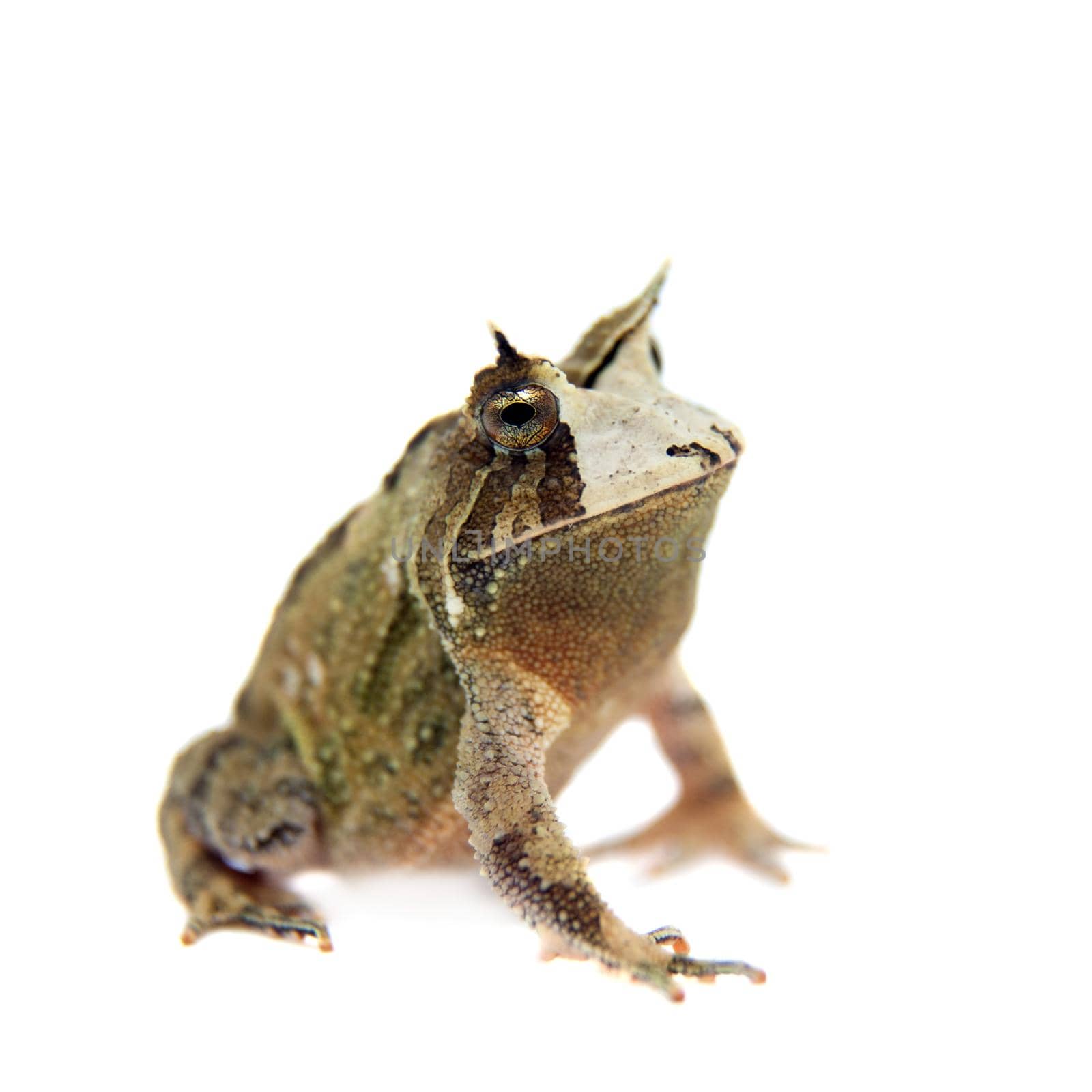 Cerrado toad on white by RosaJay