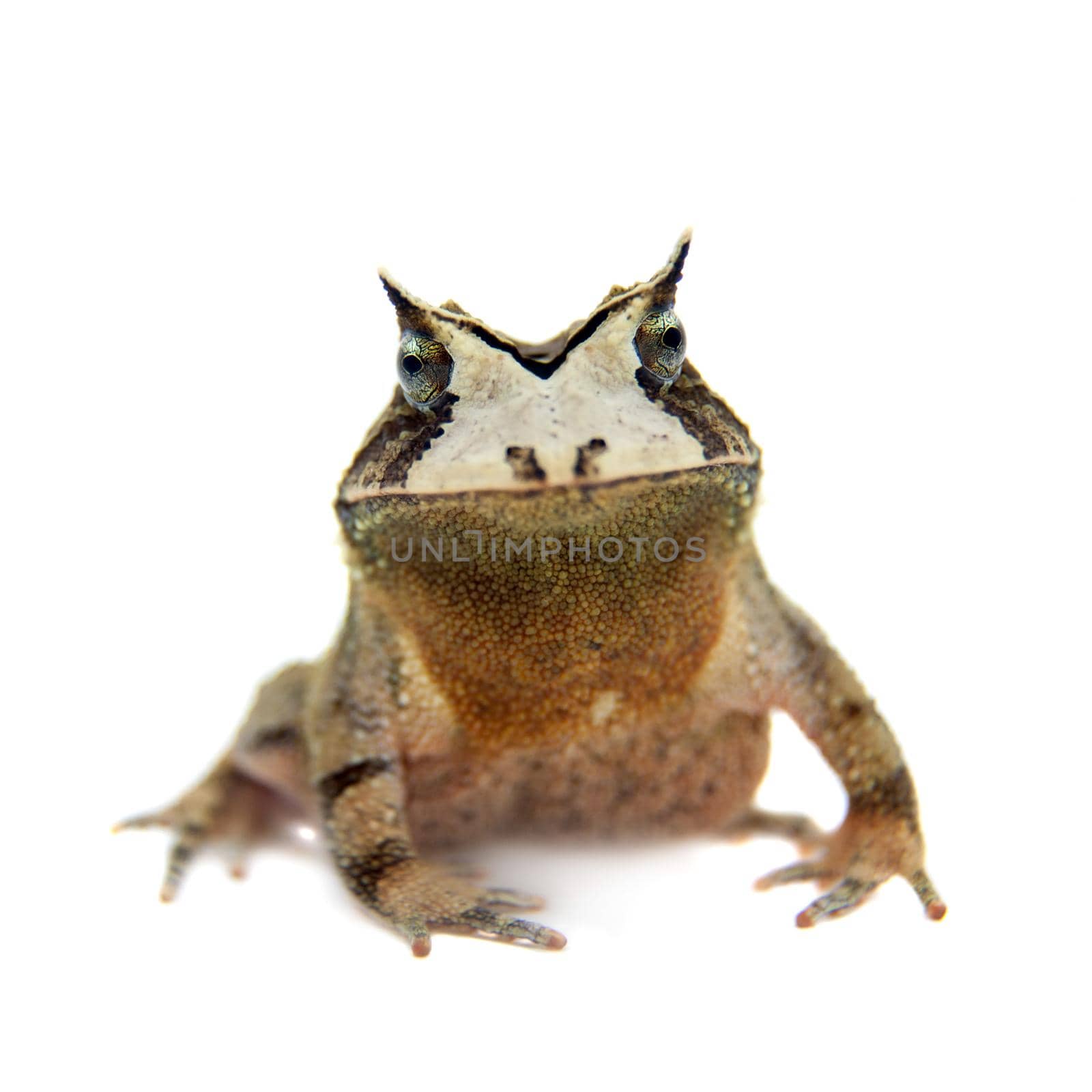 Cerrado toad, Proceratophrys boiei, isolated on white background