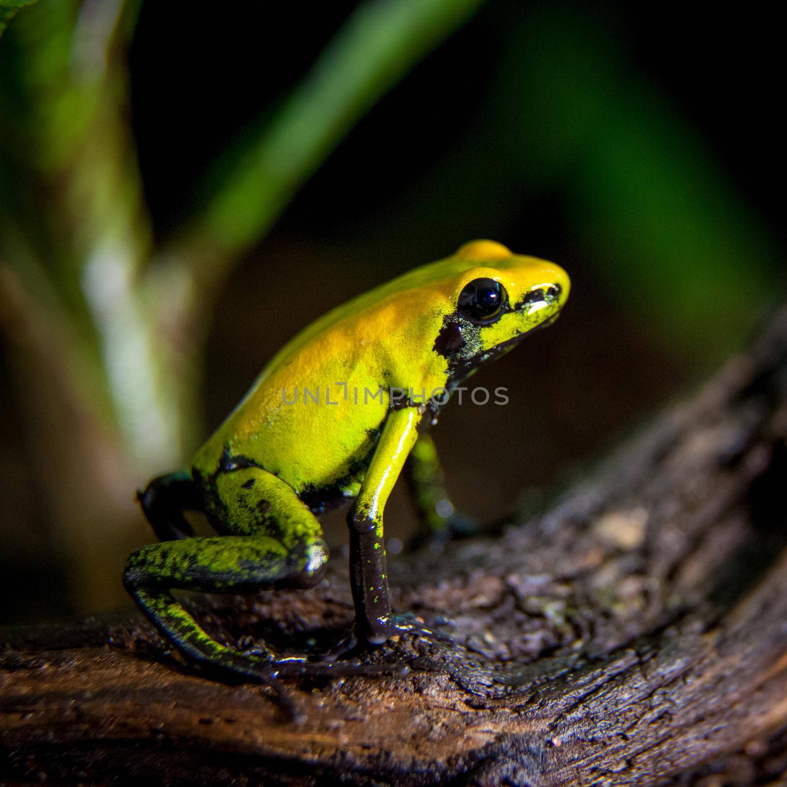 Black-legged poison frog by RosaJay