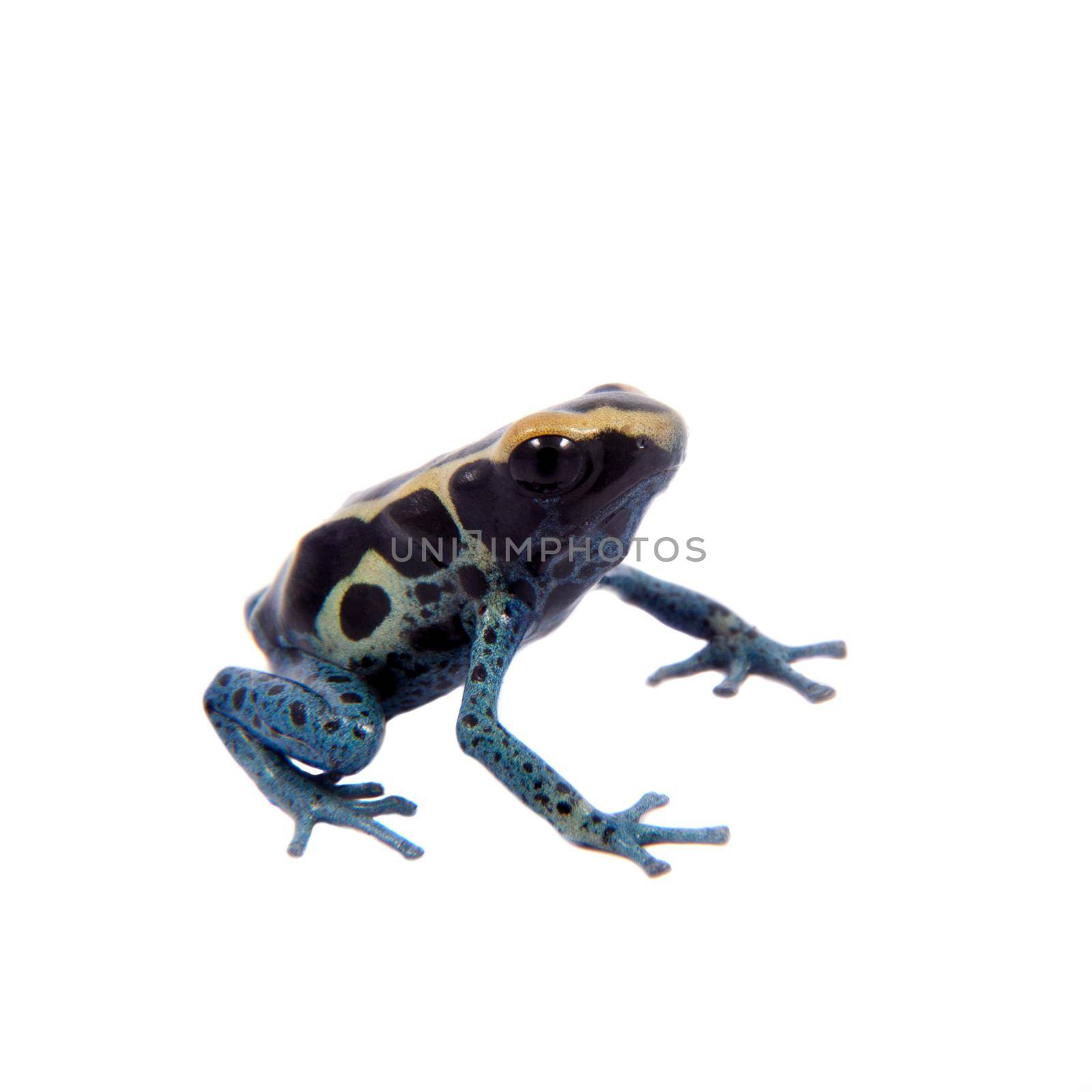 Awarape Blue Dyeing Poison Dart Frogling, Dendrobates tinctorius, on white background.