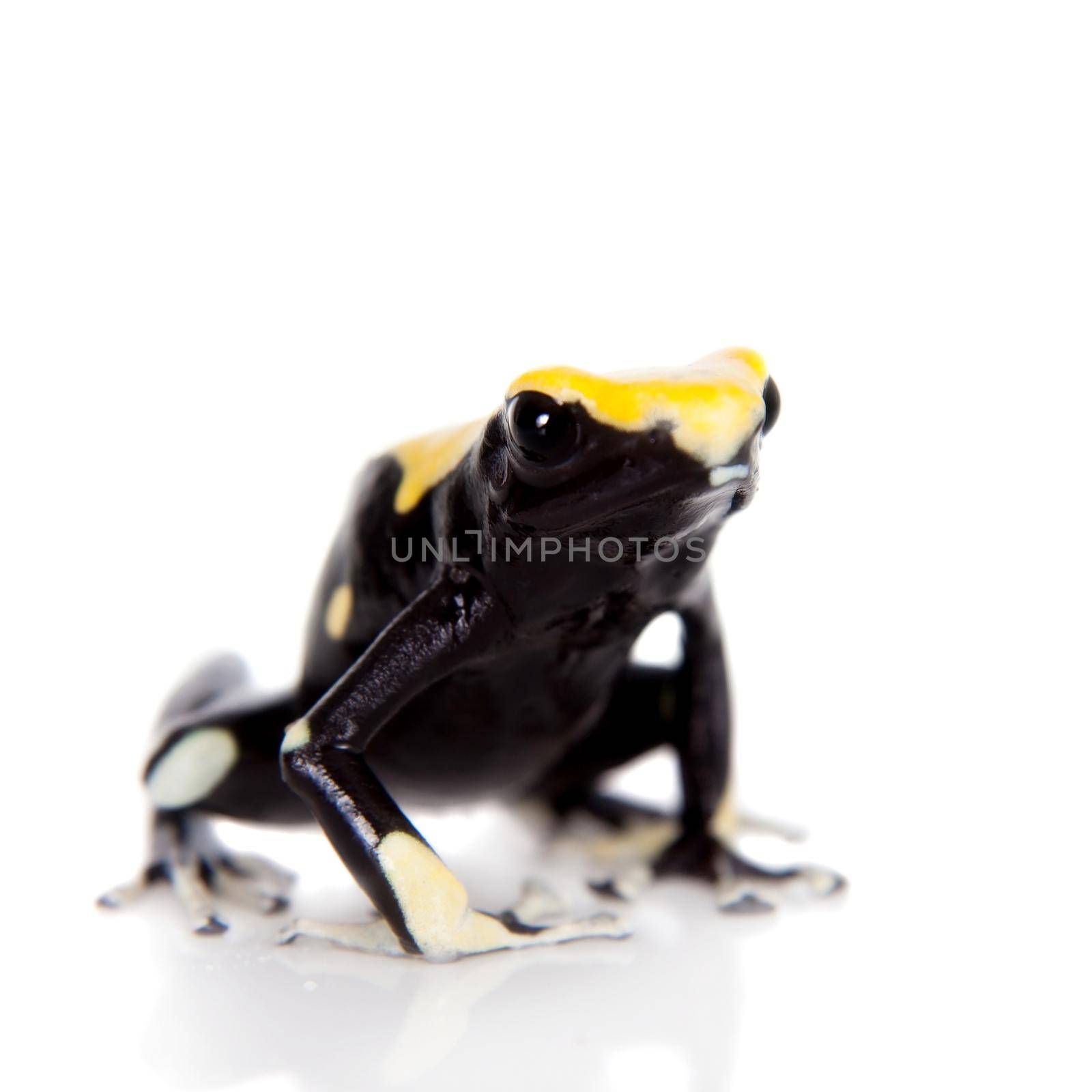 Yellow back dyeing poison dart frog, Dendrobates tinctorius, on white by RosaJay