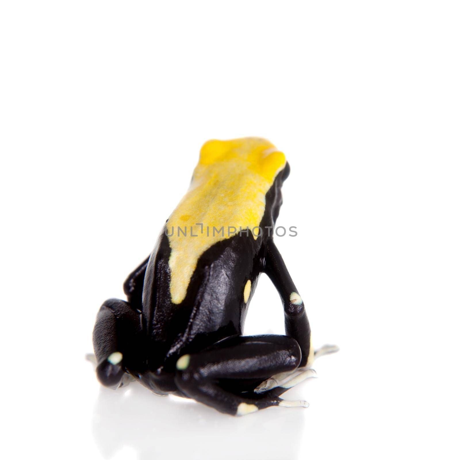 Yellow back dyeing poison dart frog, Dendrobates tinctorius, on white by RosaJay