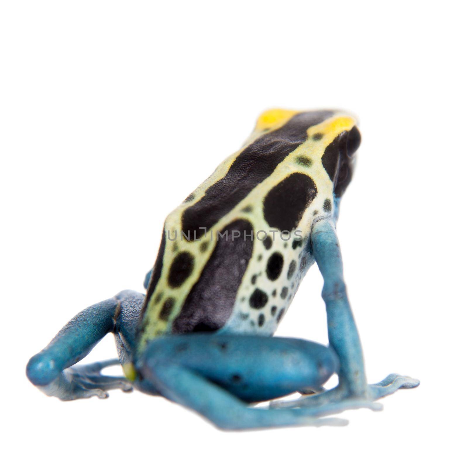 Patricia Dyeing Poison Dart Frog, Dendrobates tinctorius, on white by RosaJay