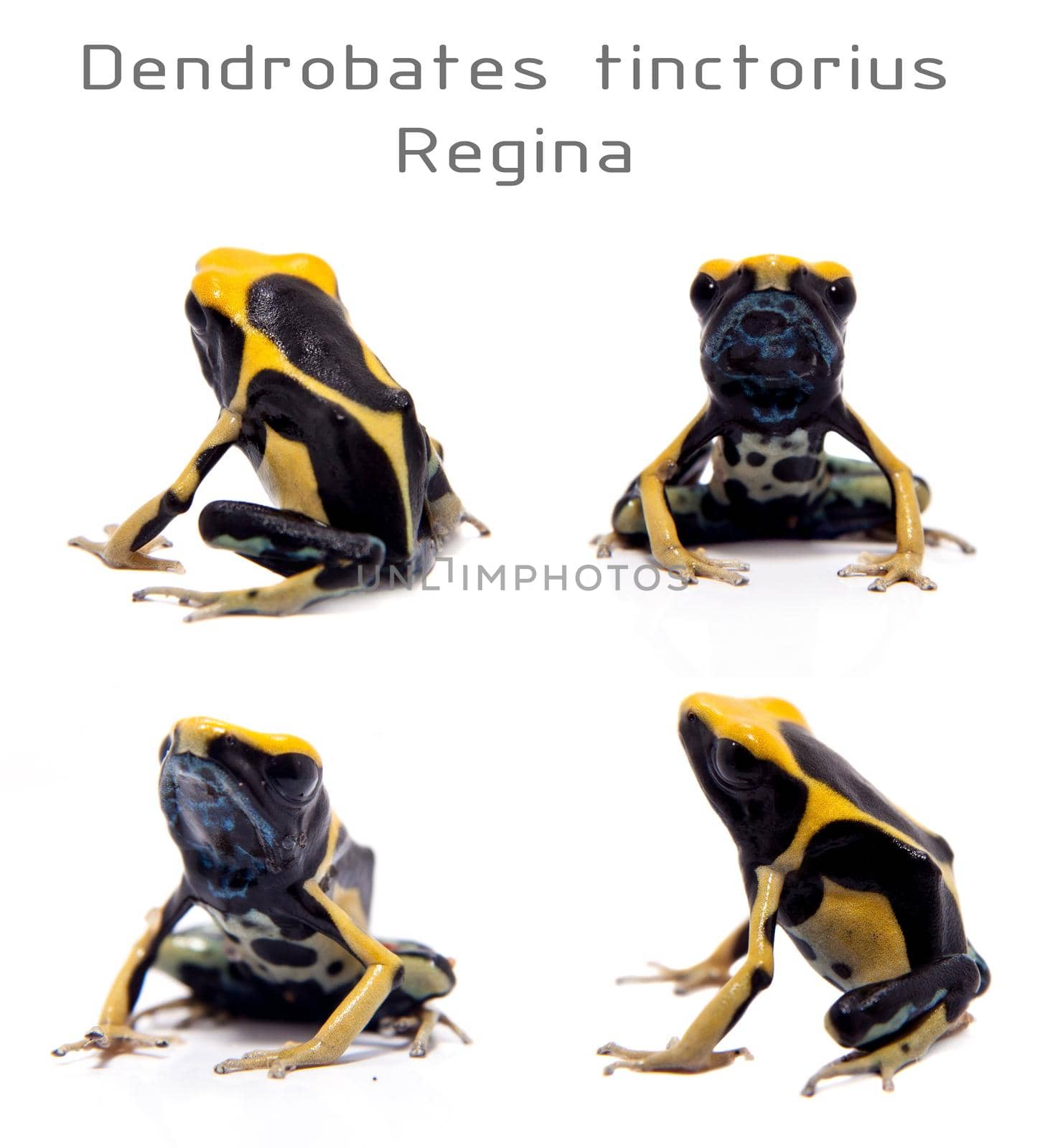 Regina Blue Dyeing Poison Dart Frogling, Dendrobates tinctorius, on white background.