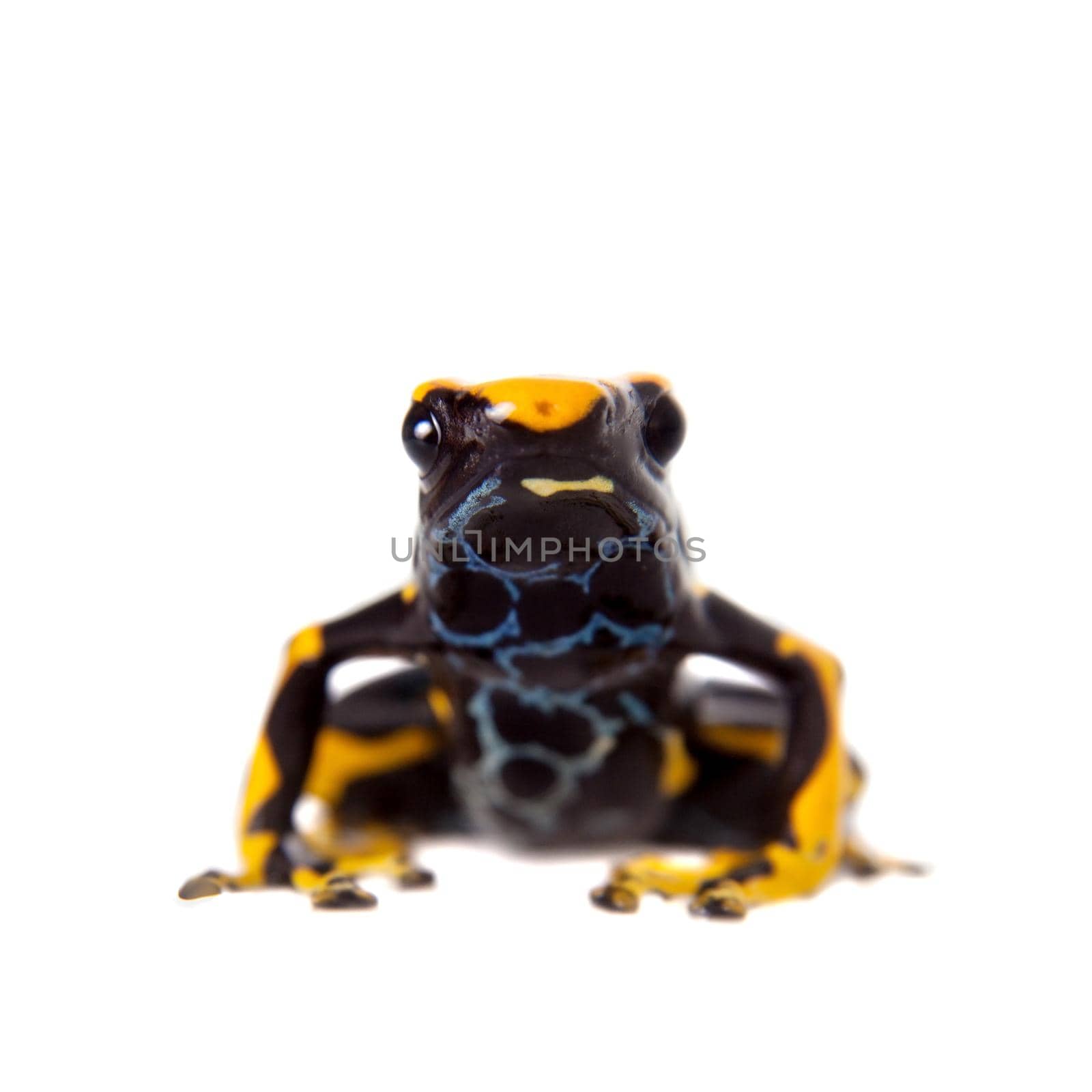 Alanis dyeing poison dart frog, Dendrobates tinctorius, isolated on white background