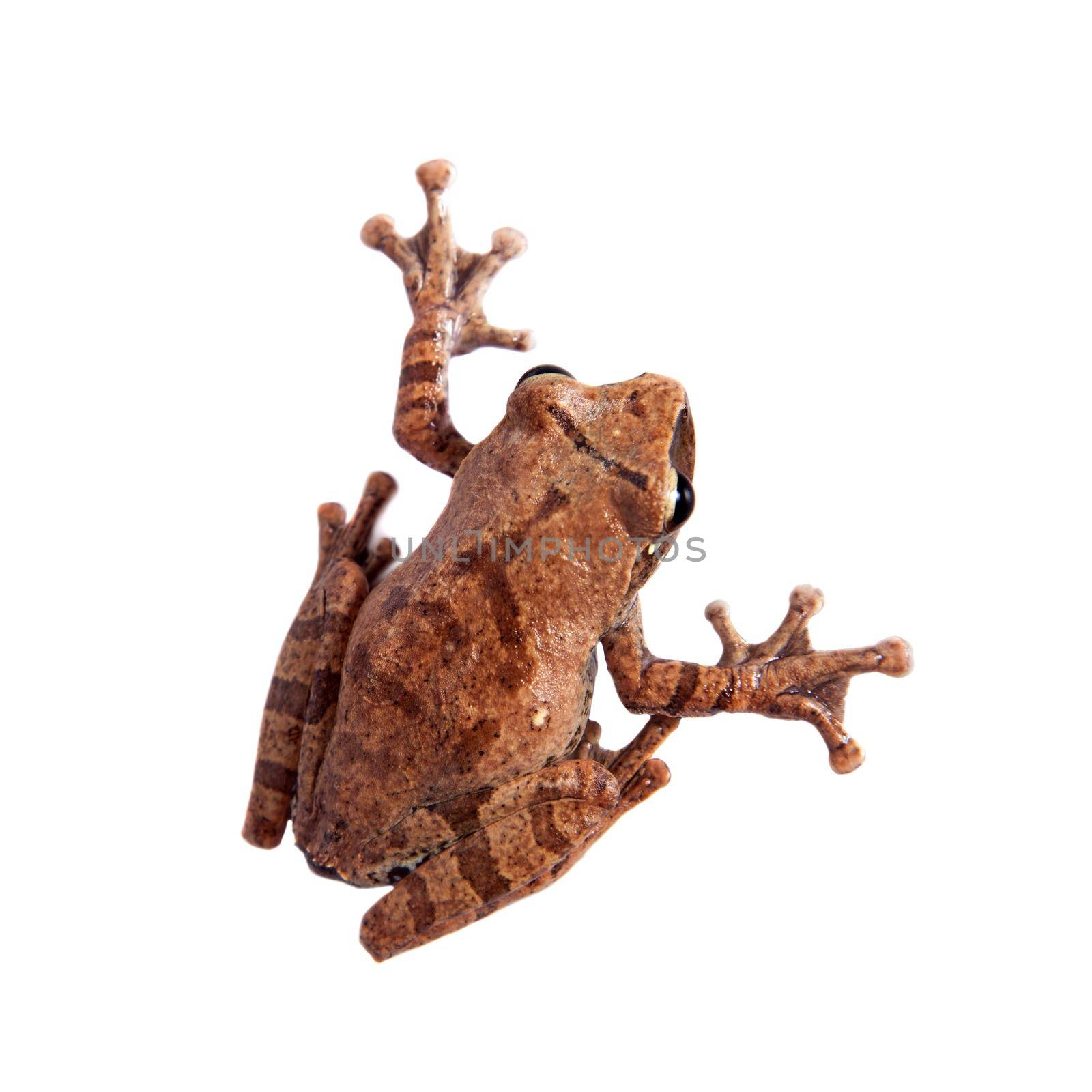 Orlov's flying frog, Rhacophorus orlovi, isolated on white background