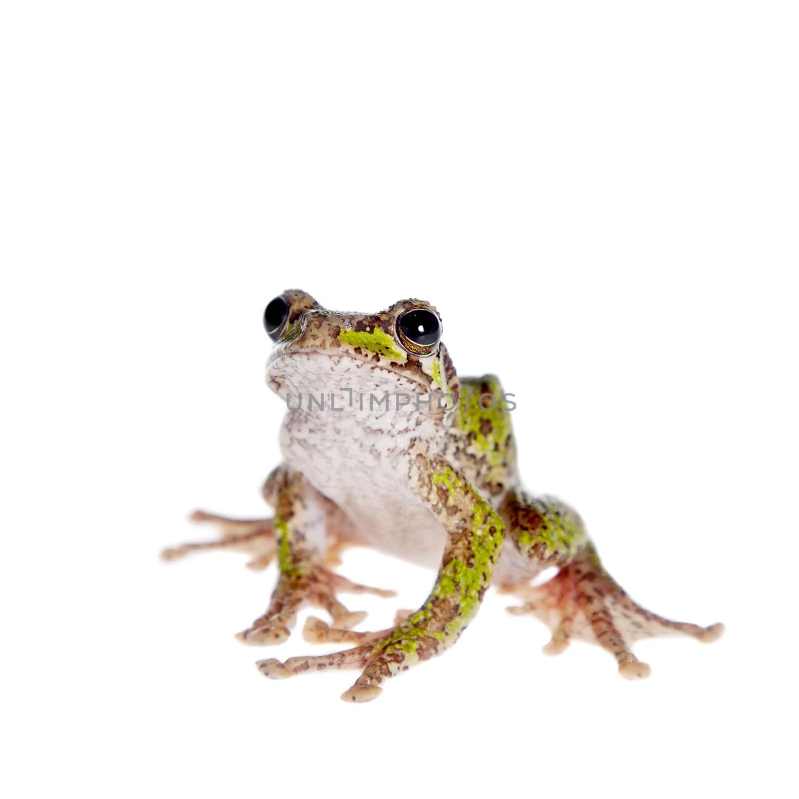 Polypedates duboisi, rare species of frog isolated on white background