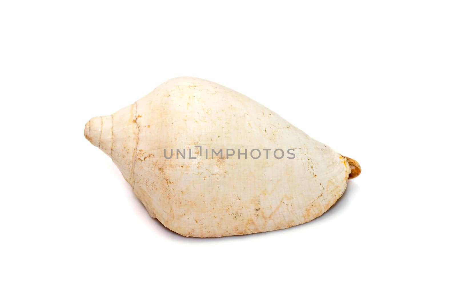 Image of white conch shell isolated on white background. Undersea Animals. Sea Shells.