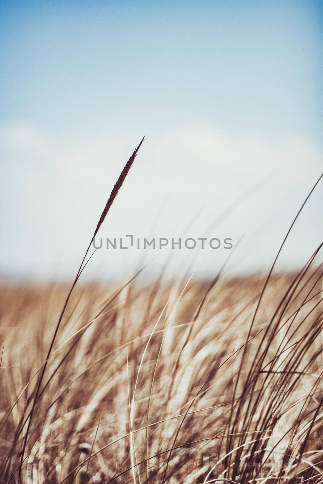 Beauty in nature, balanced lifestyle, environmental concept - Rustic summer field