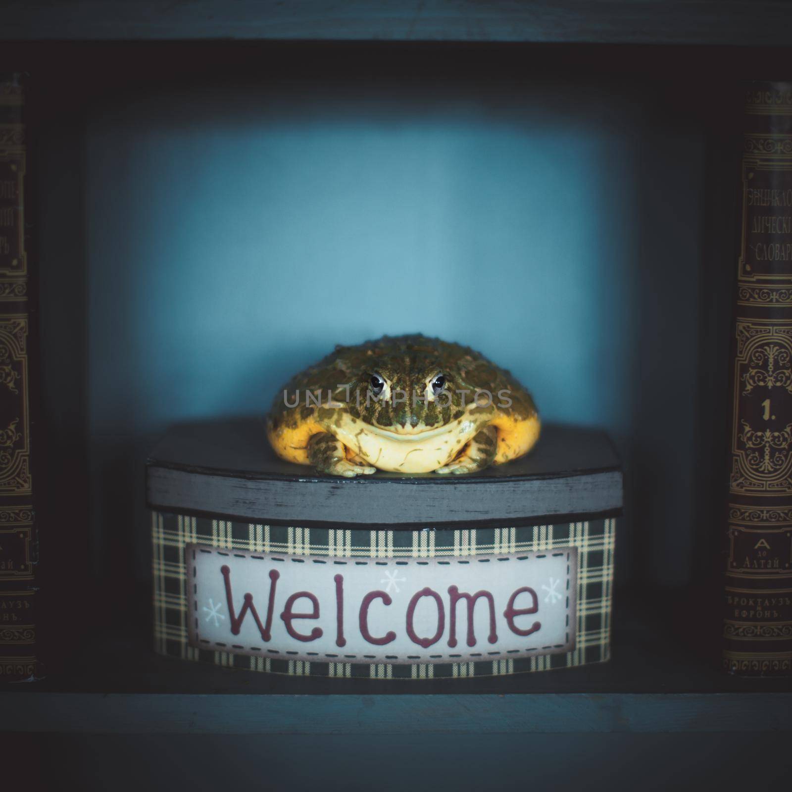 The wise African bullfrog in library on box by RosaJay