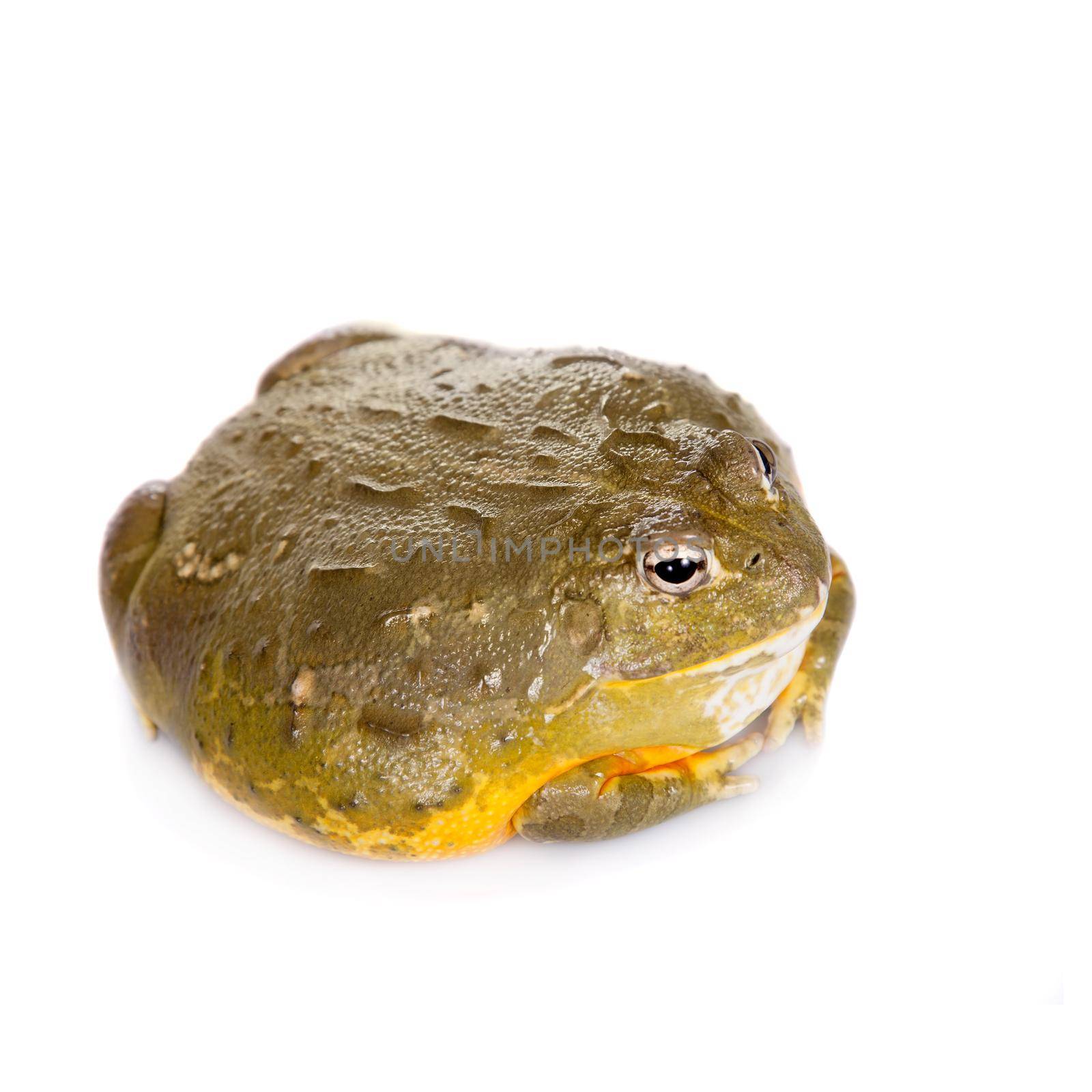 The African bullfrog on white by RosaJay