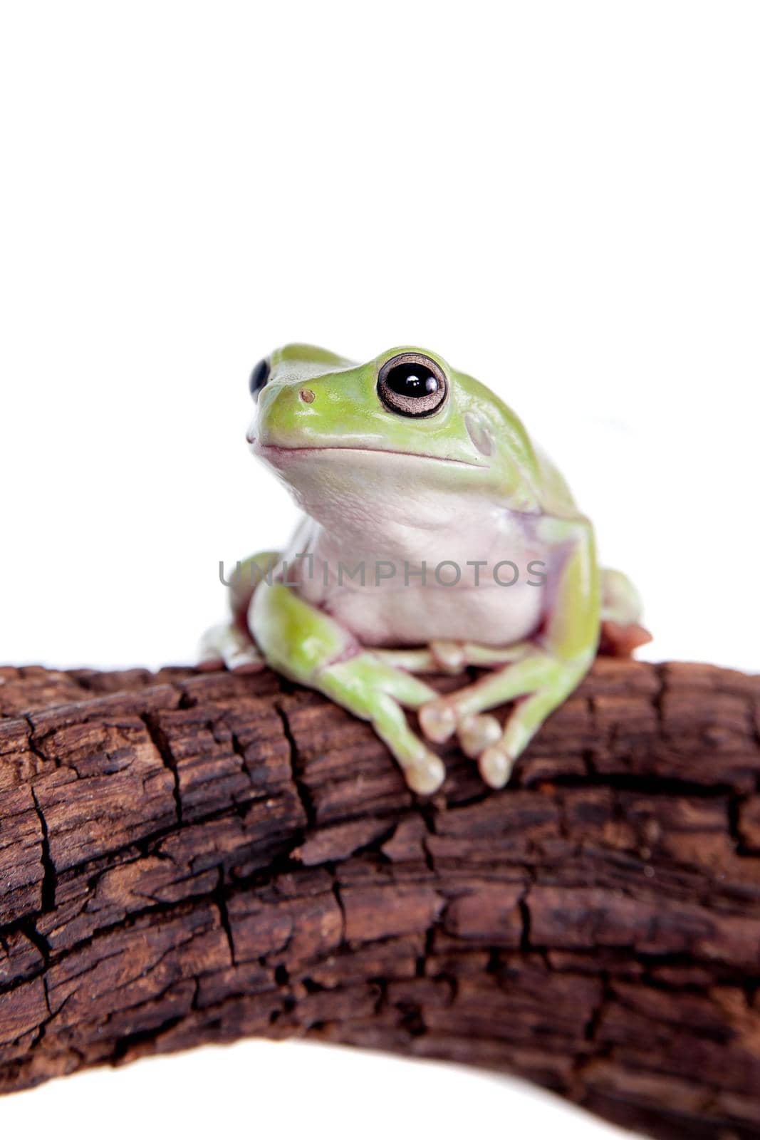 Australian Green Tree Frog, Litoria caerulea, isolated on white background