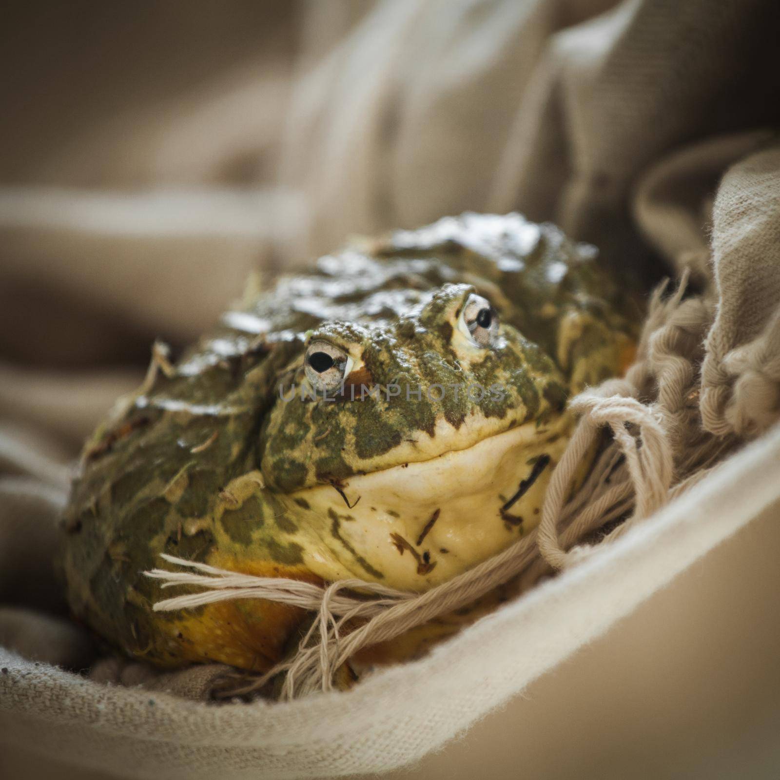 The African bullfrog in front of window by RosaJay