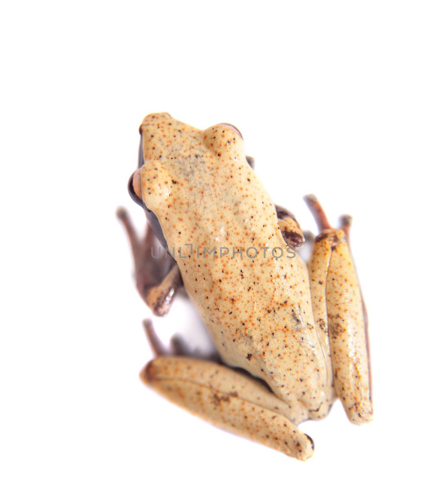 White-back mossy frog, Theloderma laevis, isolated on white background