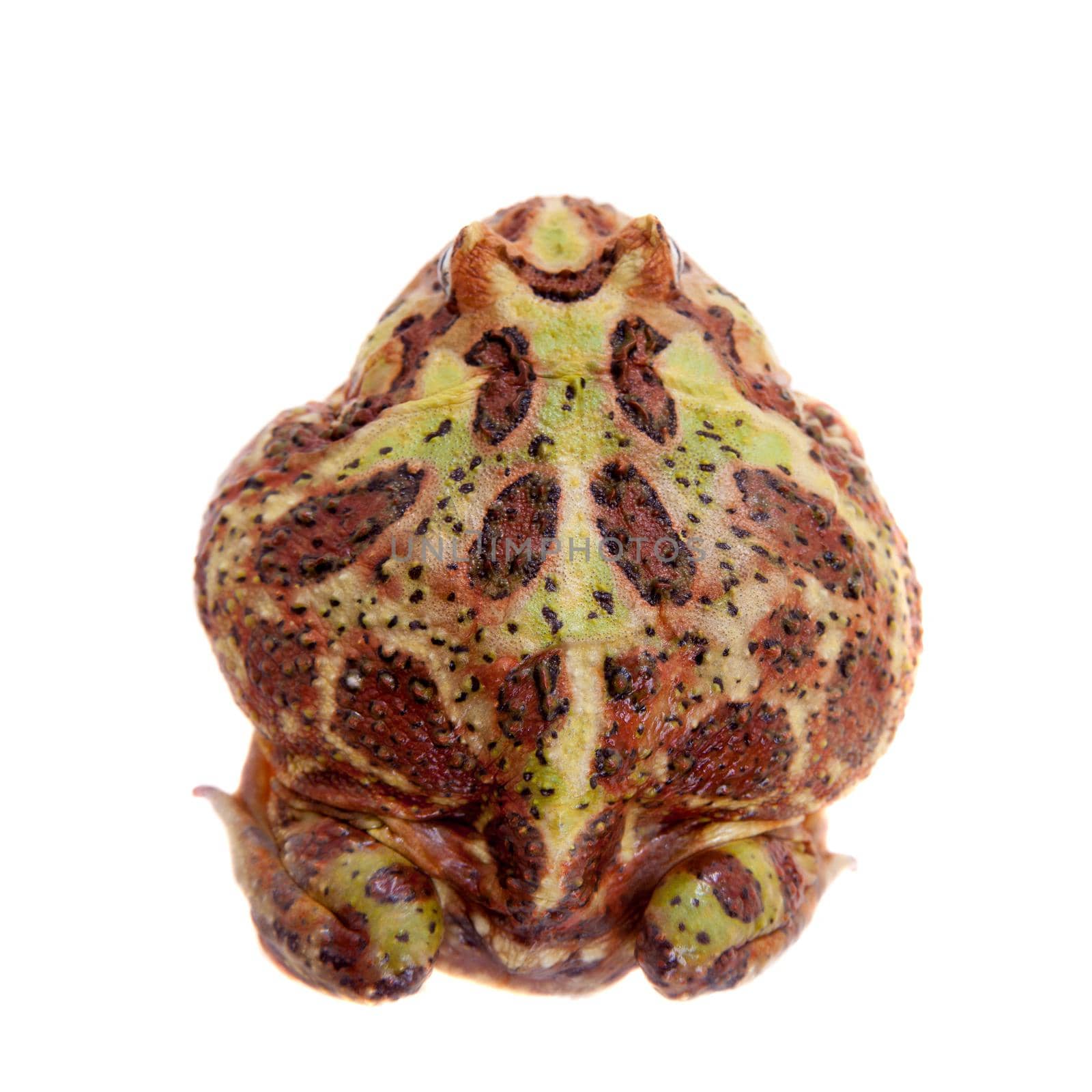 The Cranwell's horned frog, Ceratophrys cranwelli, isolated on white background