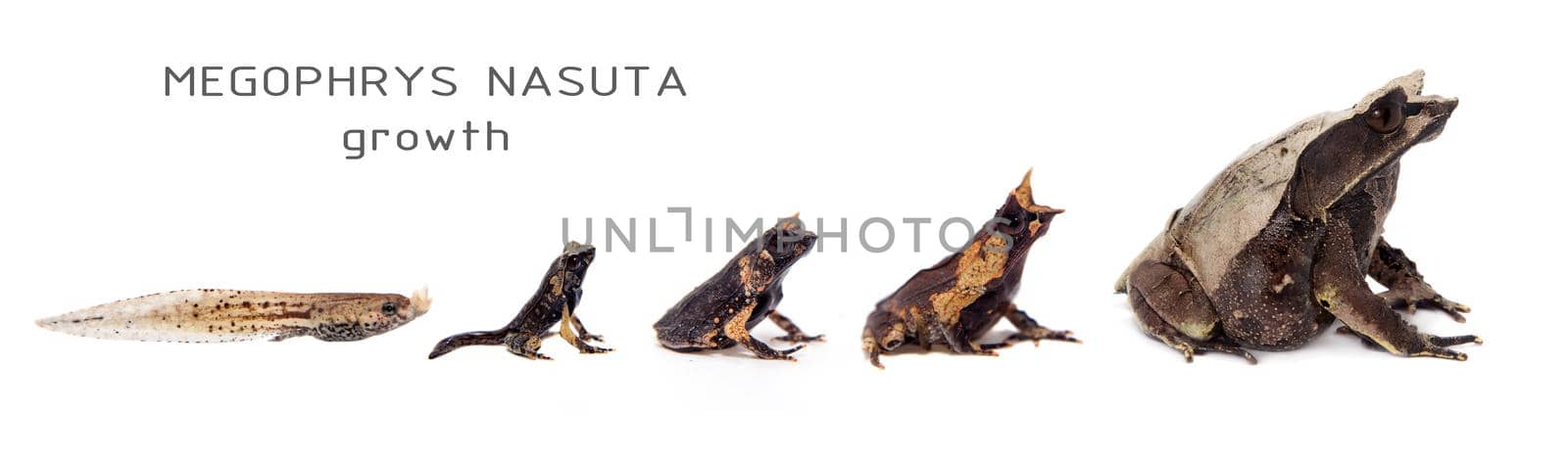 The long-nosed horned frog, Megophrys nasuta, growth isolated on white background