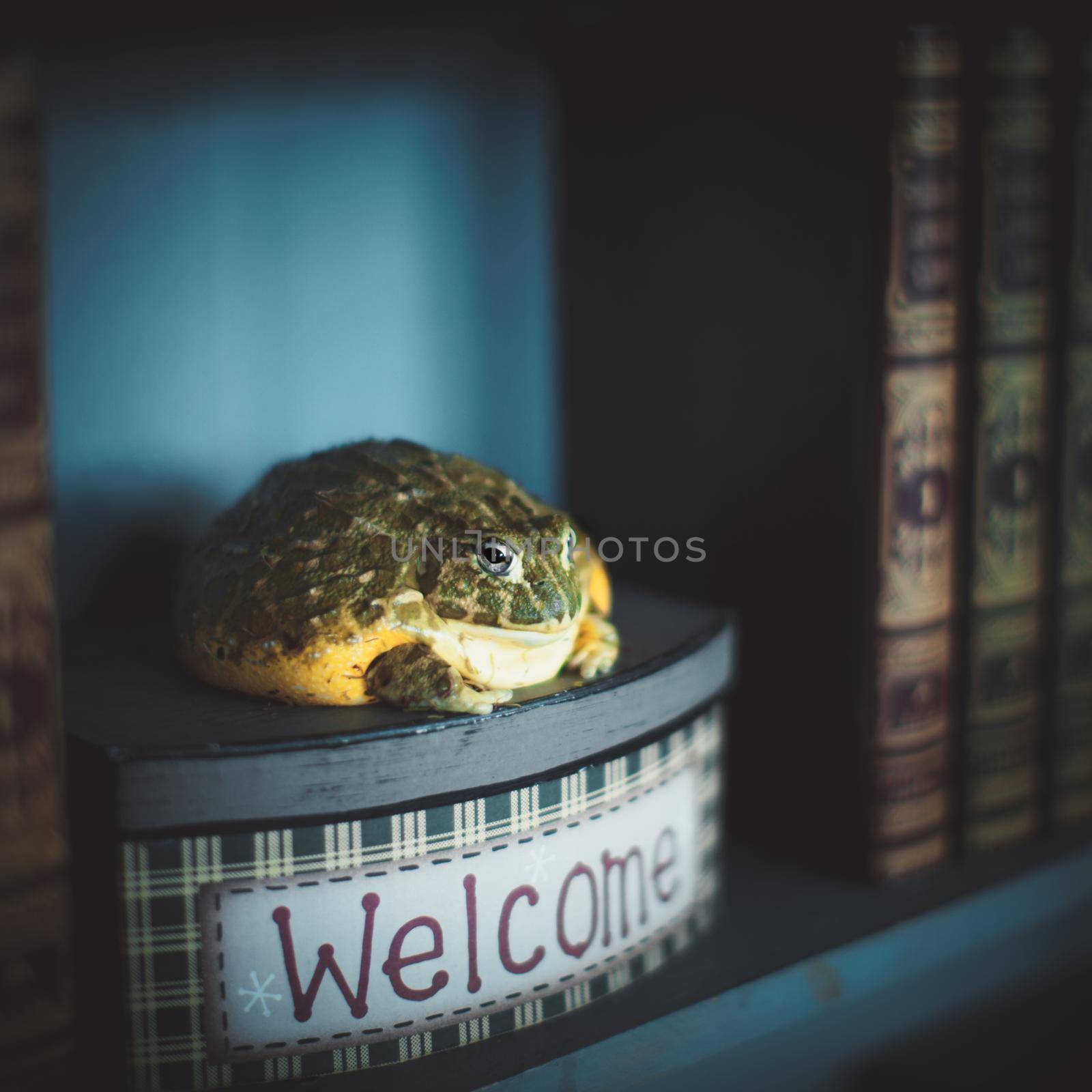 The wise African bullfrog in library on box by RosaJay