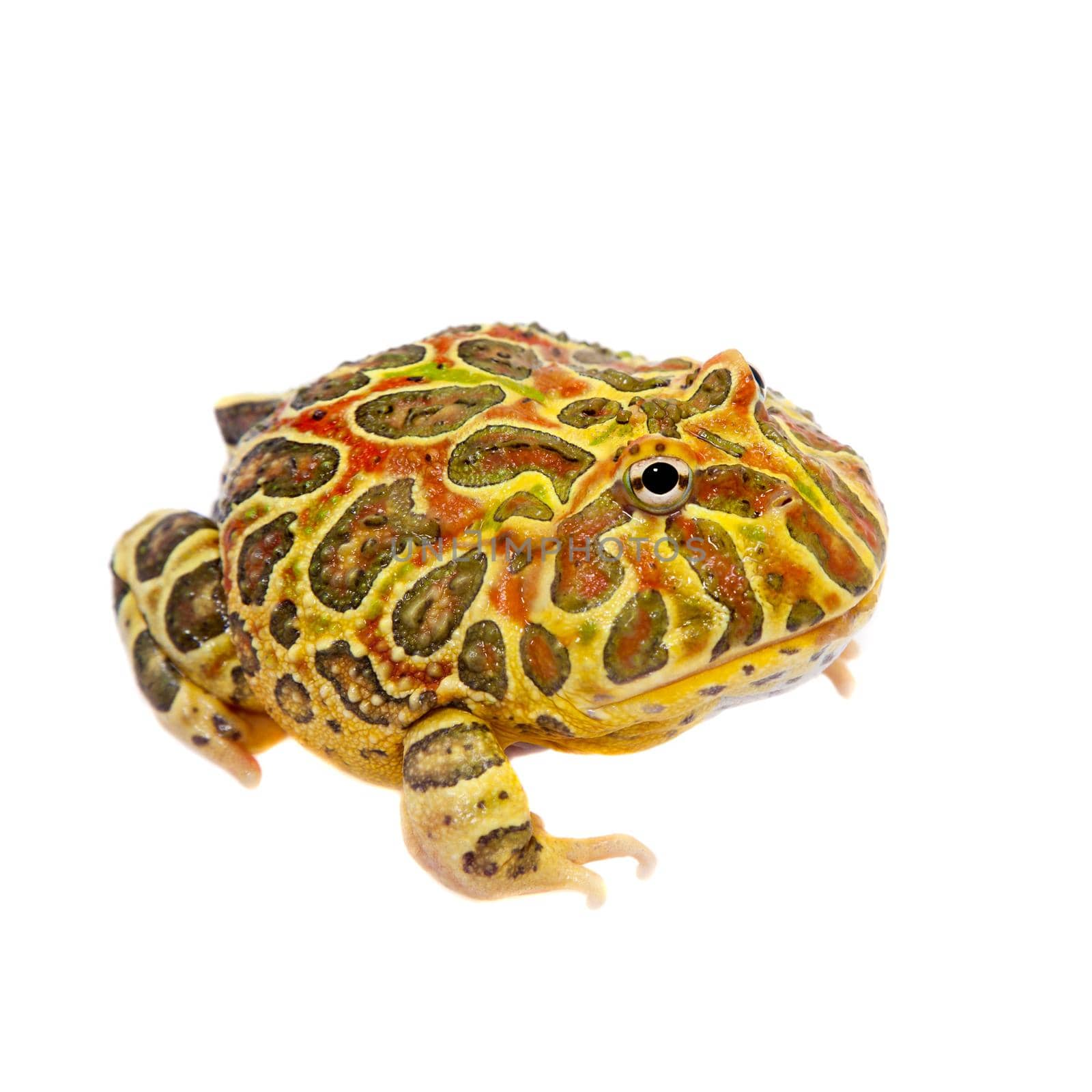 The Argentine horned frog, Ceratophrys ornata, isolated on white background