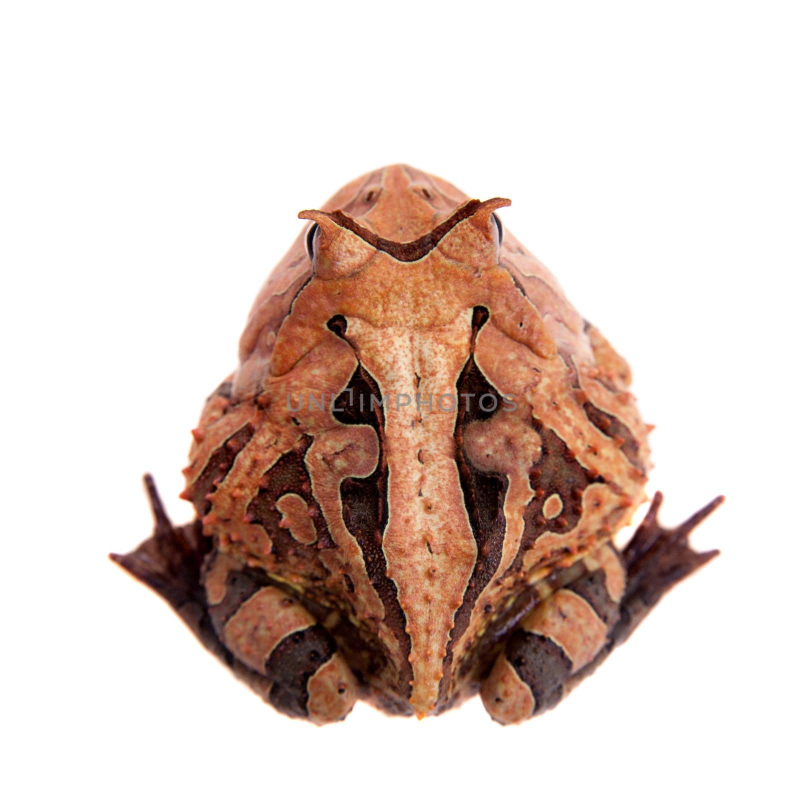 The Surinam horned frog isolated on white by RosaJay