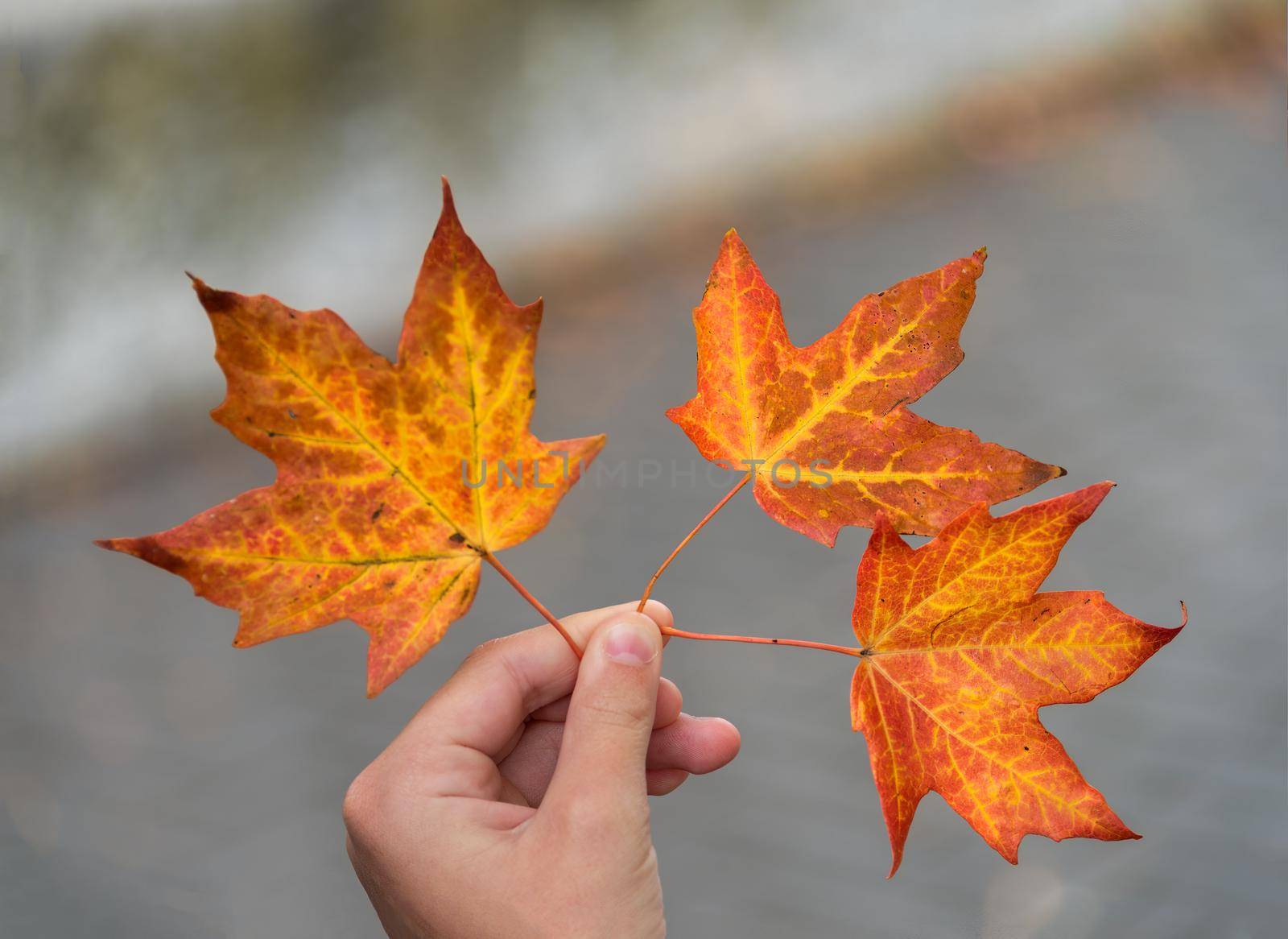 Three maple leaves in the left hand on abstract background, Grades of orange