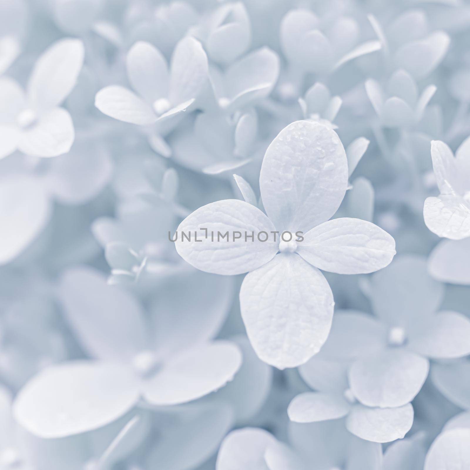 Background of soft white petals of Hydrangea Limelight or Hydrangea close-up