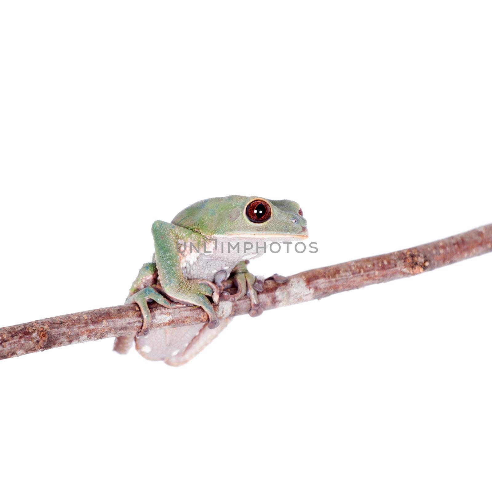 Tarsier Monkey Frog, Phyllomedusa tarsius, isolated on white backgroun