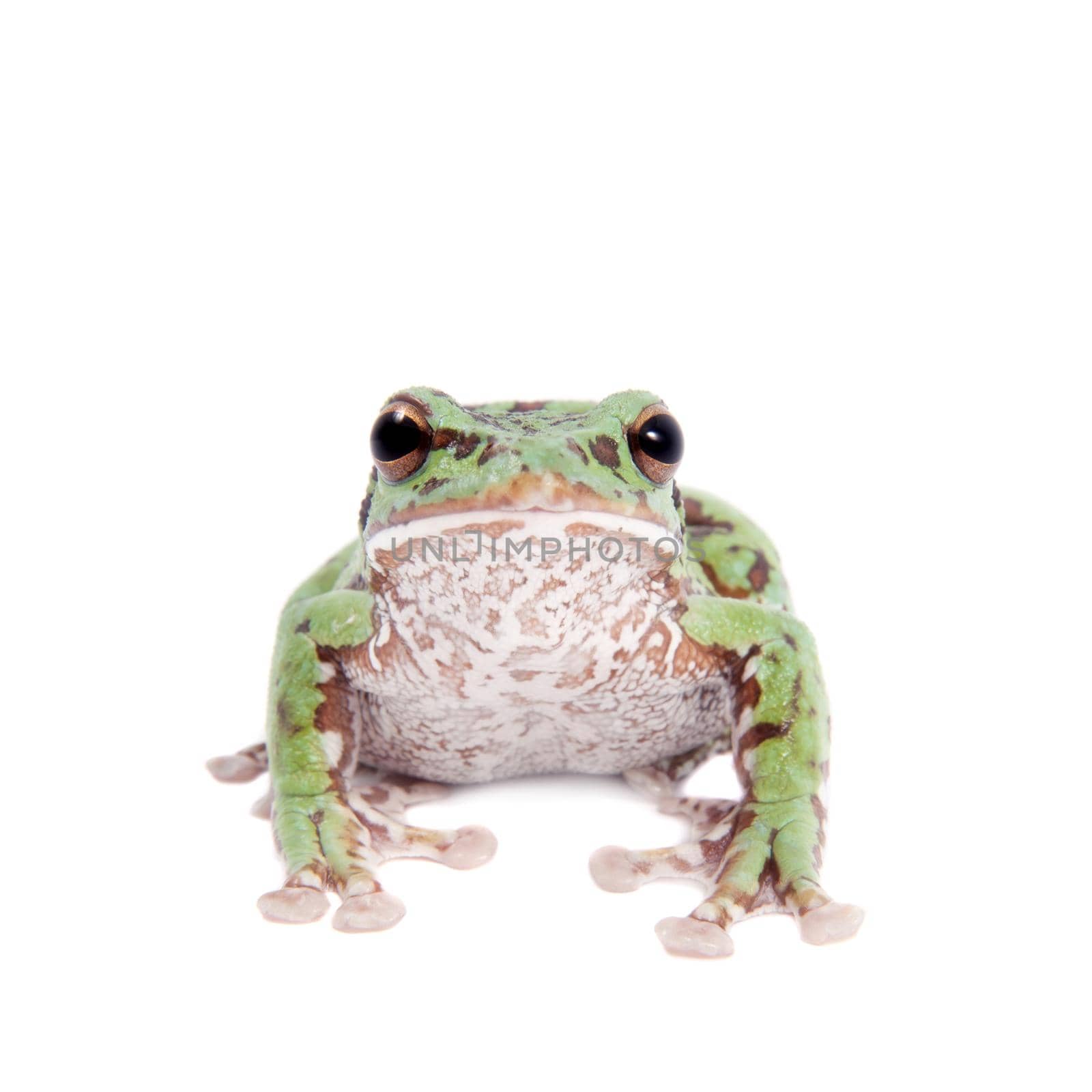 Japaneese forest green tree frog, Rhacophorus arboreus, on white isolated on white background