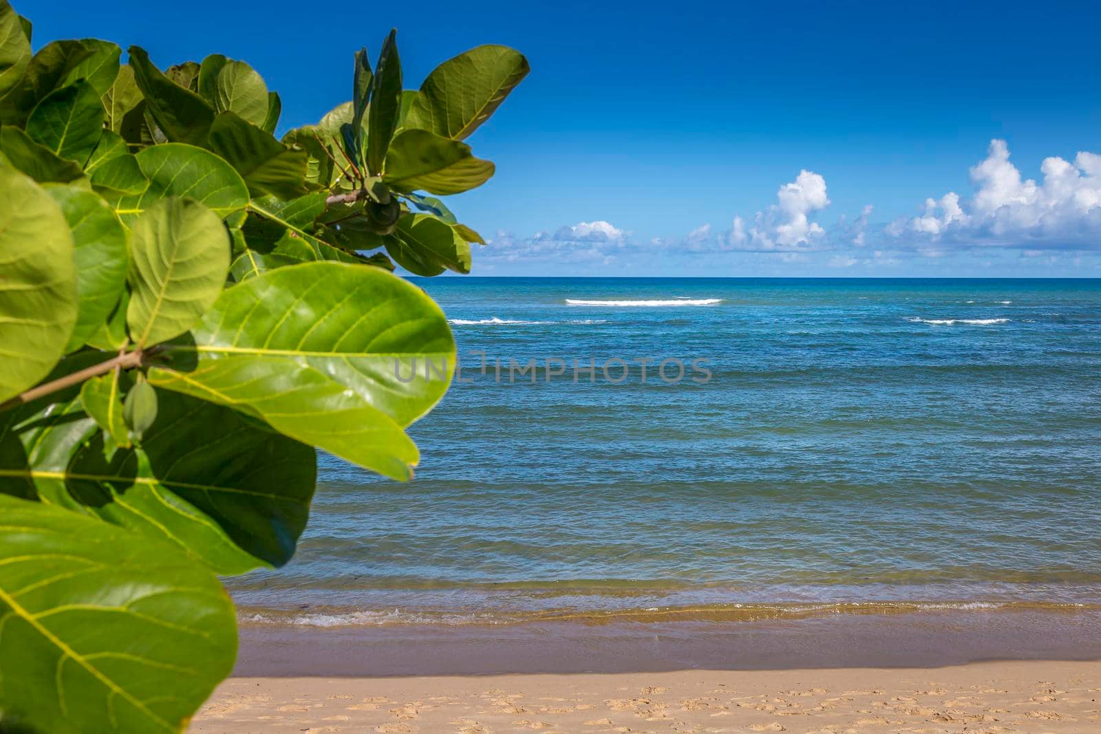 Idyllic Porto Seguro Beach at sunny day with tropical tree in BAHIA, Brazil, Northeastern Brazil