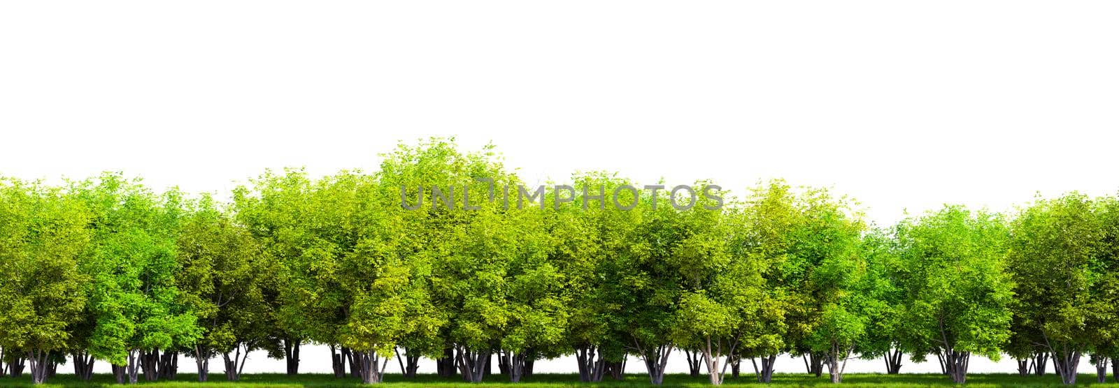 Row of trees isolated on white background. 3D rendering illustration.