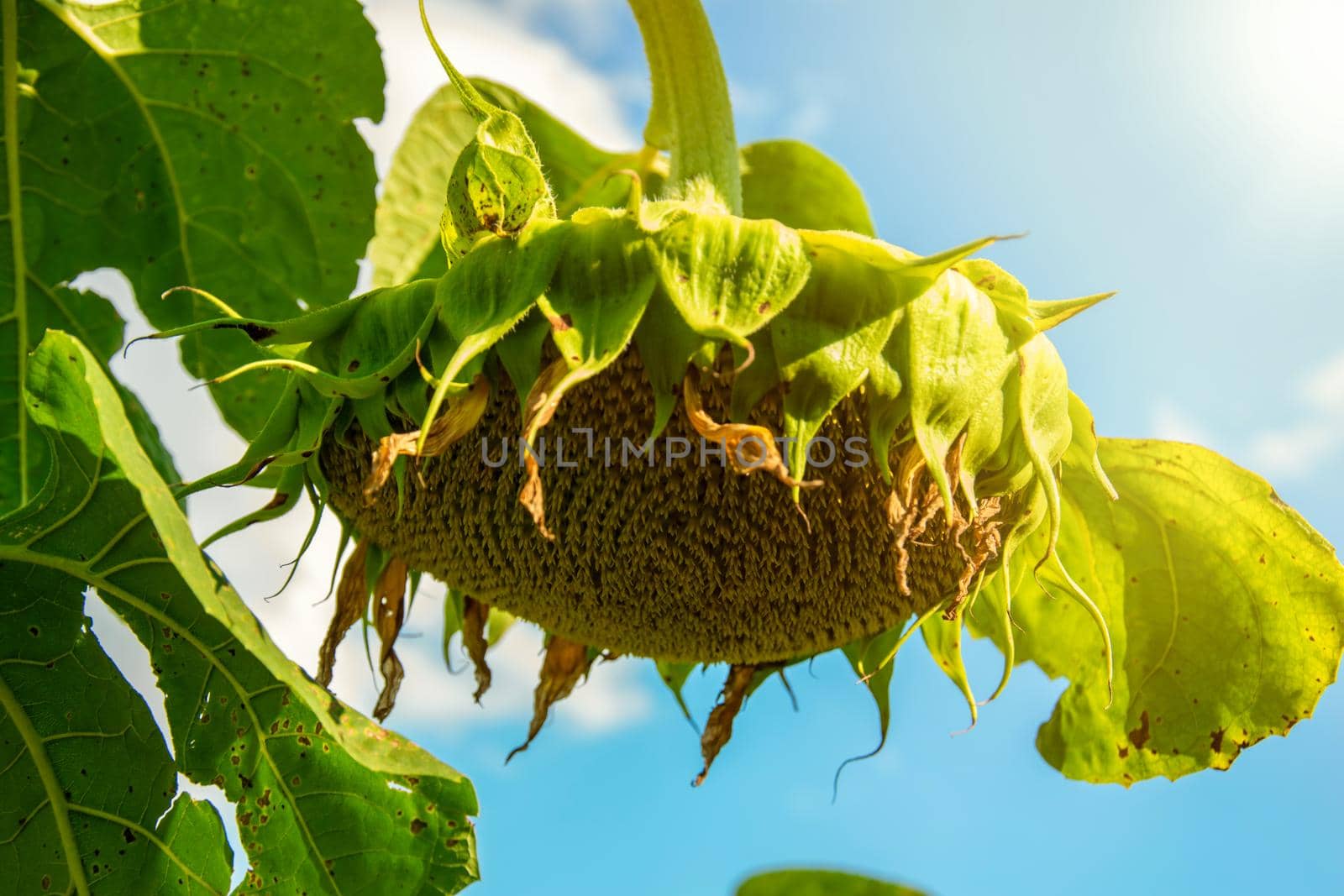 a close-up of a sunflower against a blue sky.