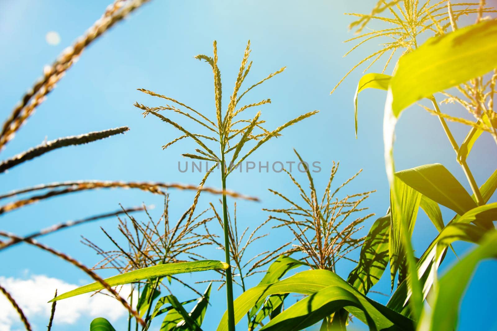 corn leaves and seeds in the field.