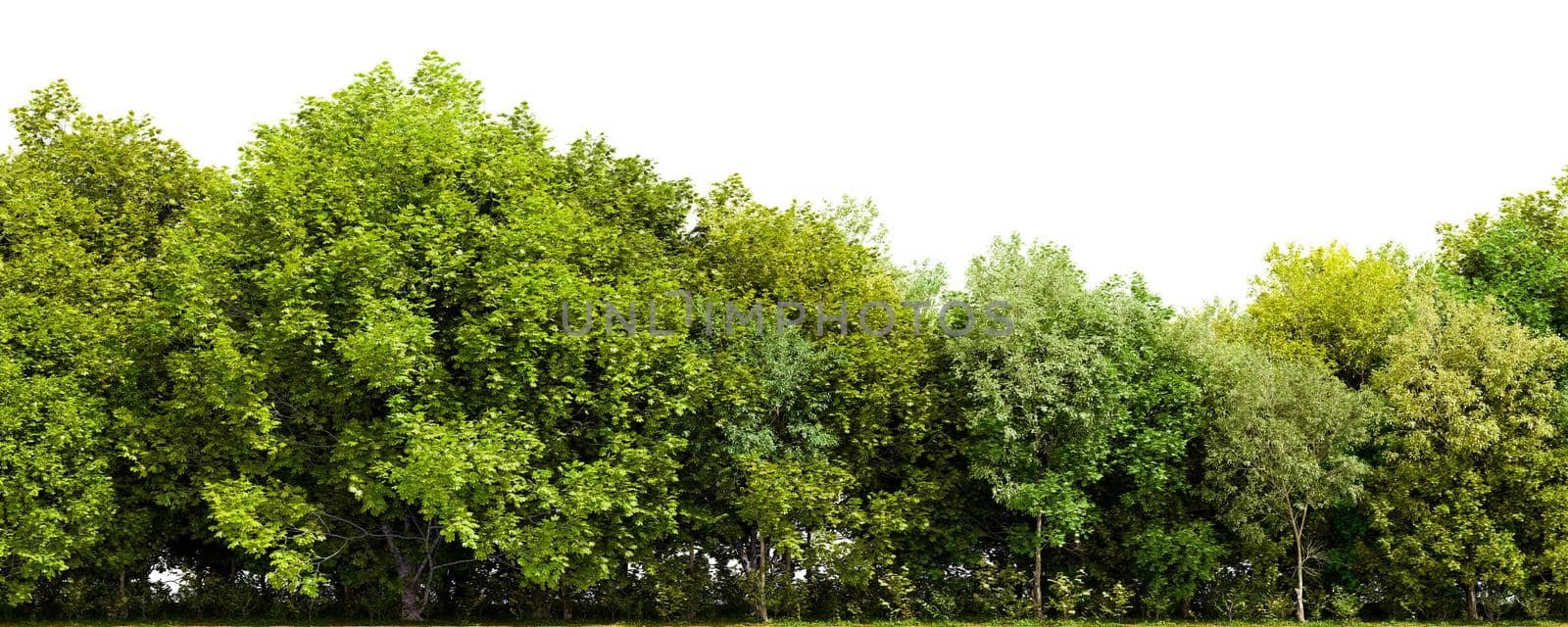 Row of trees isolated on white background. 3D rendering illustration.