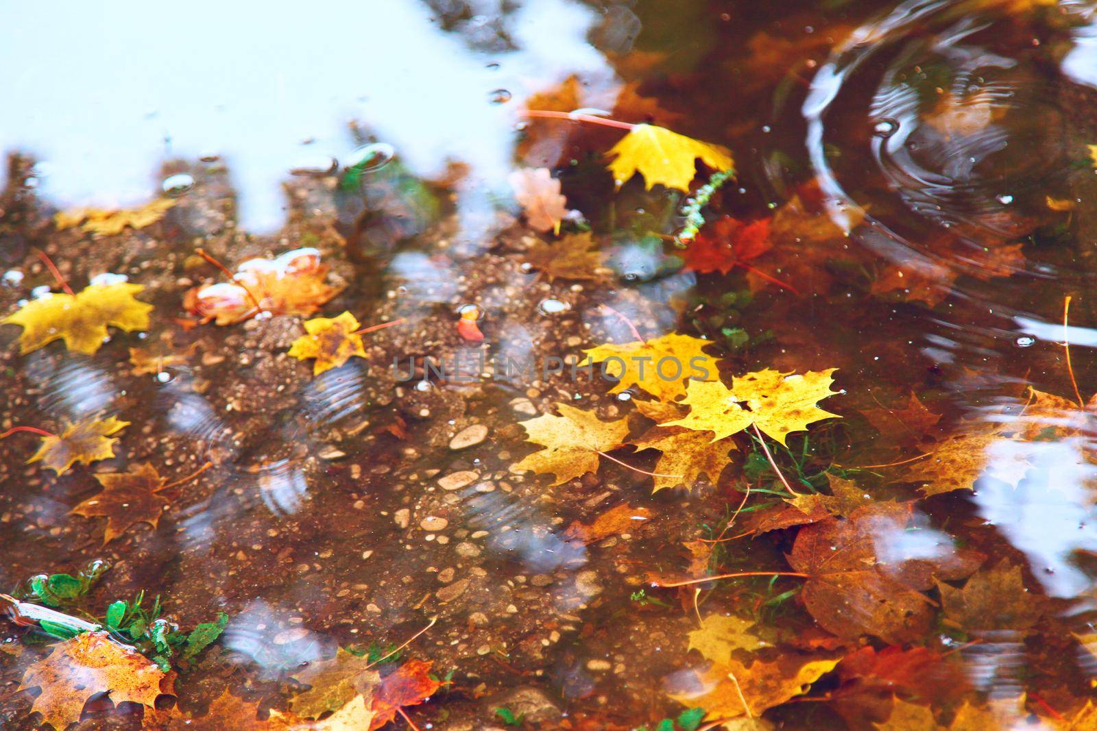 Beautiful autumn background with yellow and red leaves.