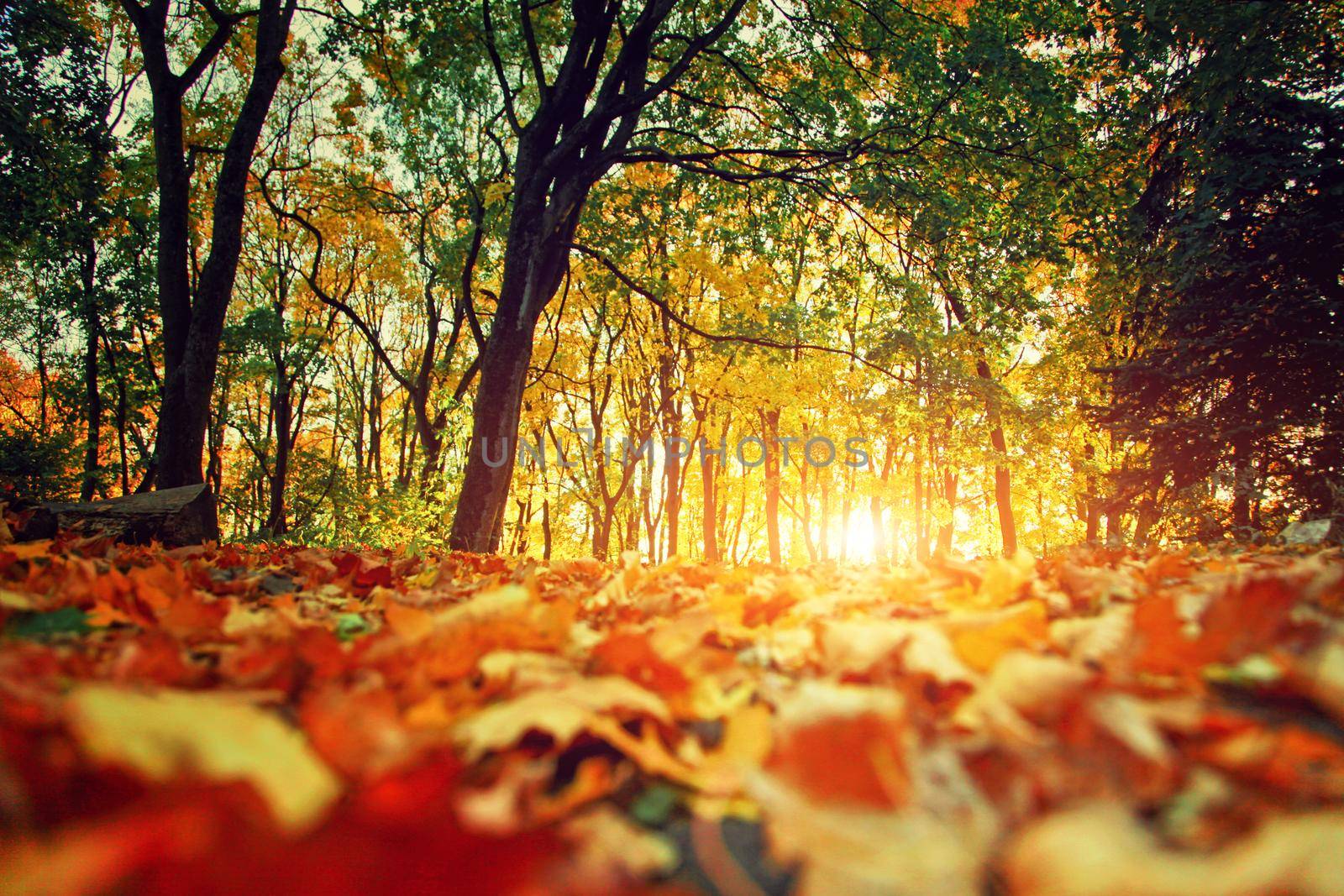 Beautiful autumn background with yellow and red leaves.