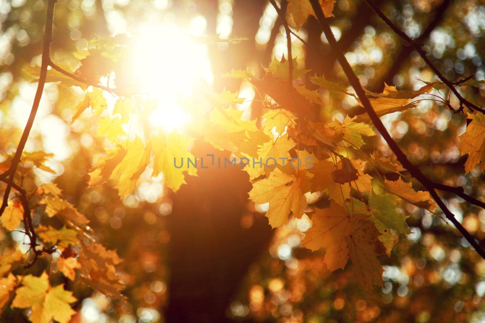 Colorful bright leaves falling in autumnal park. by Taut