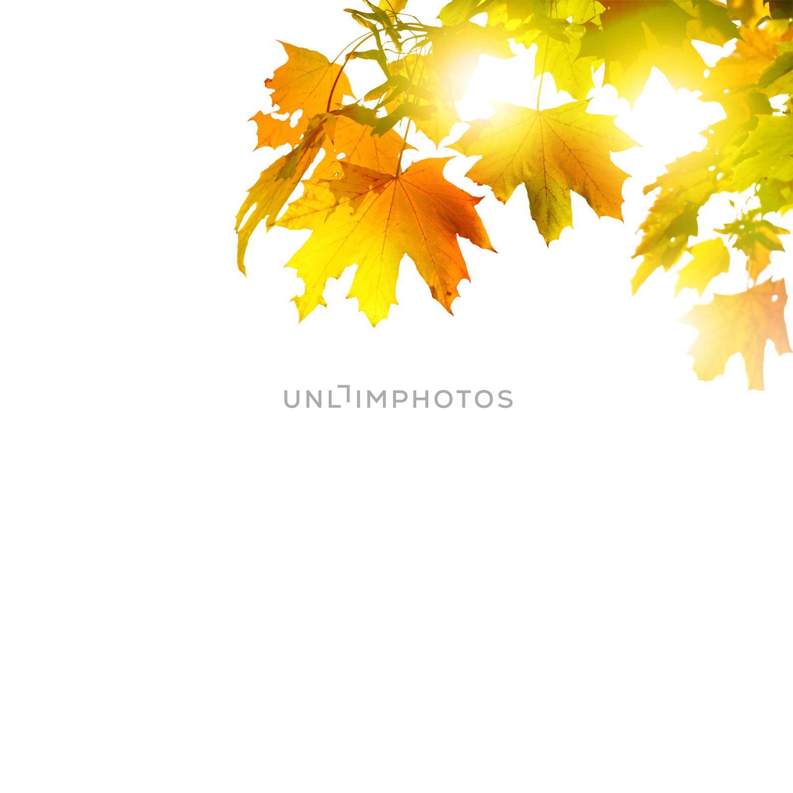 Colorful bright leaves isolated on white background by Taut