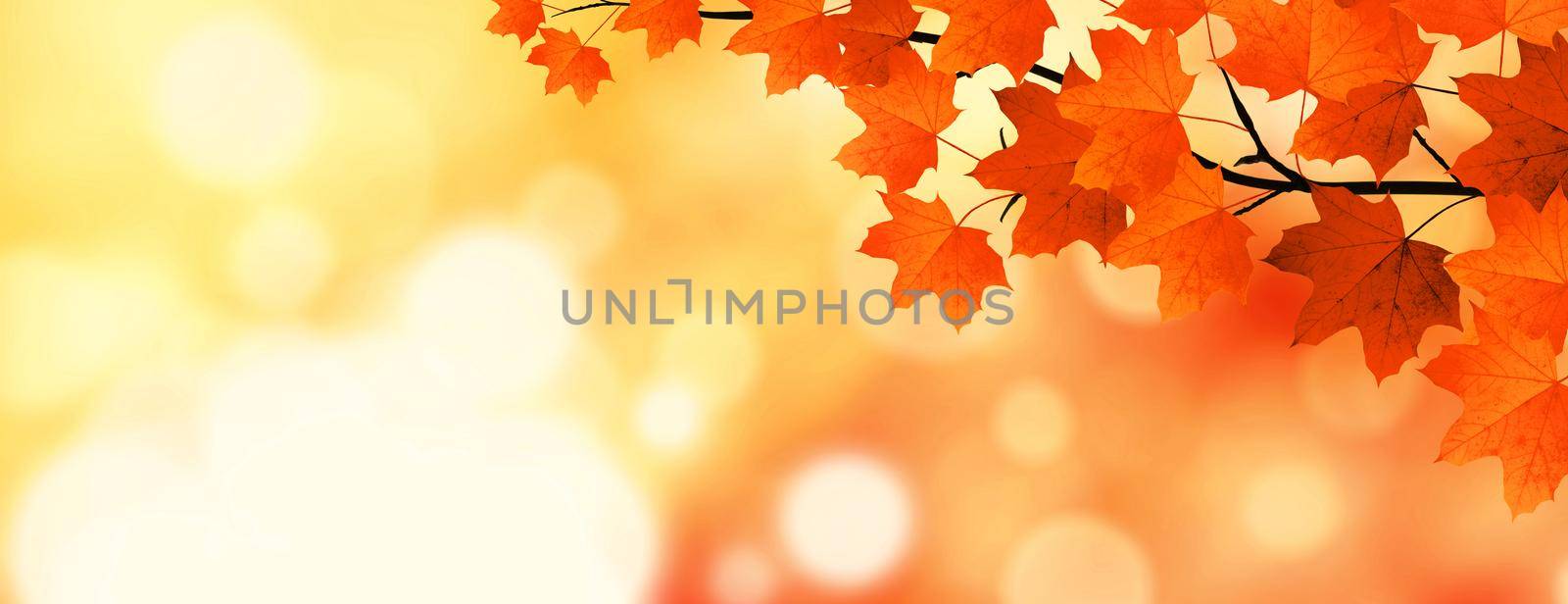 Colorful bright leaves falling in autumnal park. by Taut