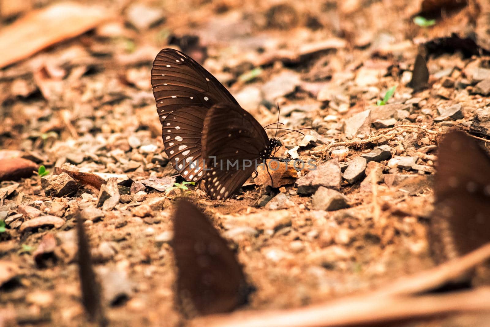 Butterflies insect flying around the salt in nature environment forest. Animal wildlife nature background.